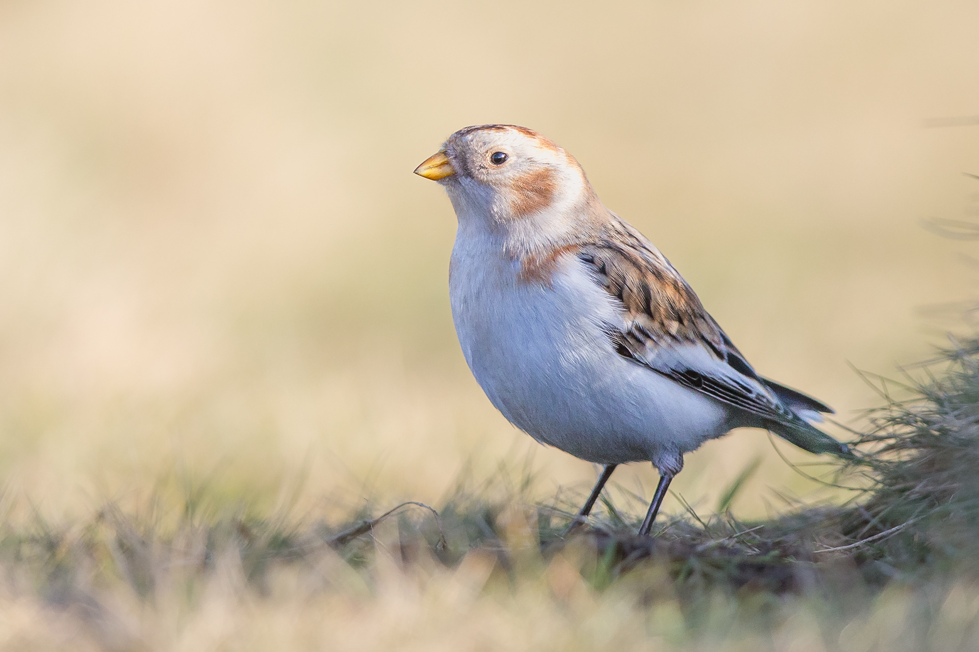 Snow Bunting, Derbyshire 2022