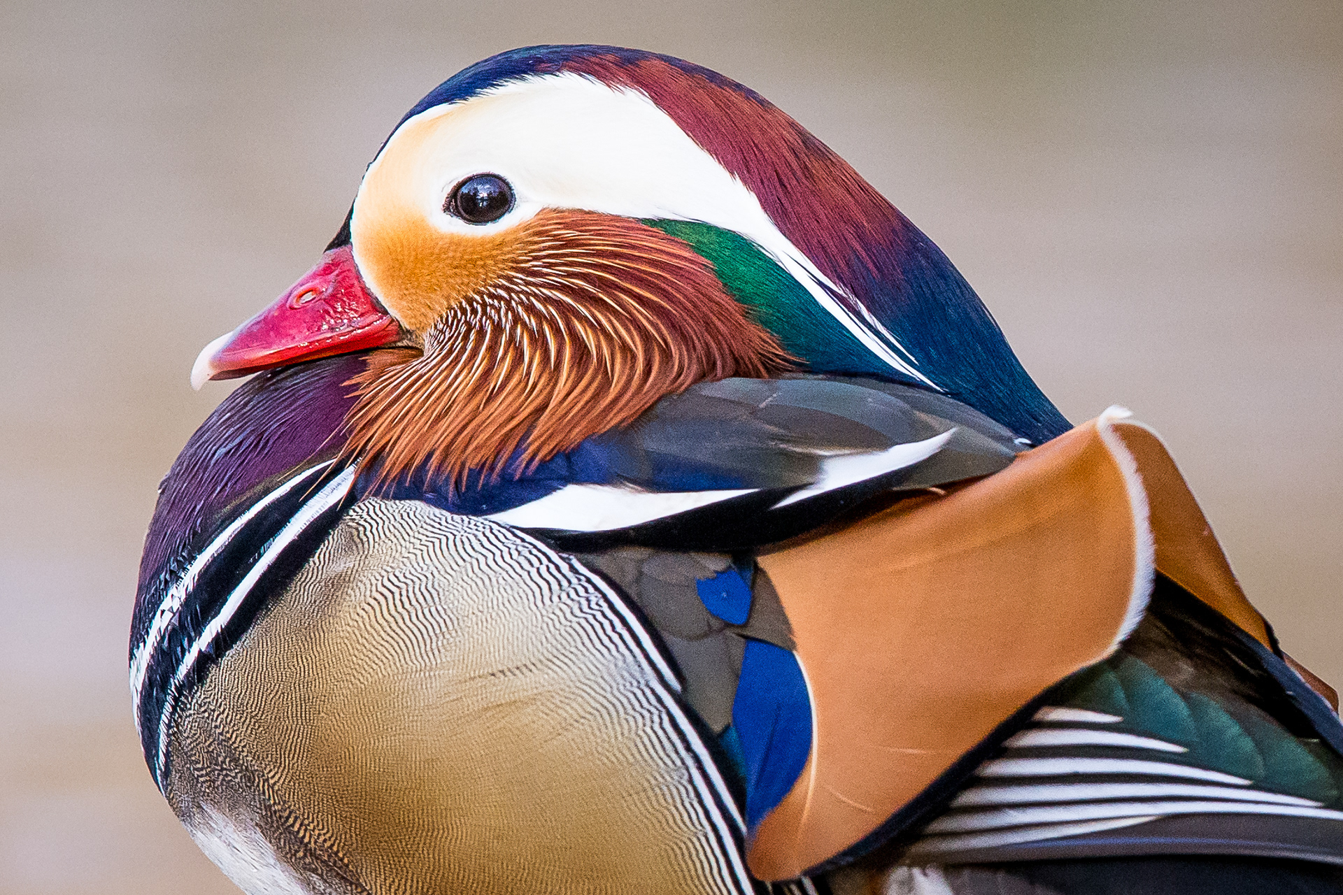 Mandarin Duck, Derbyshire 2021
