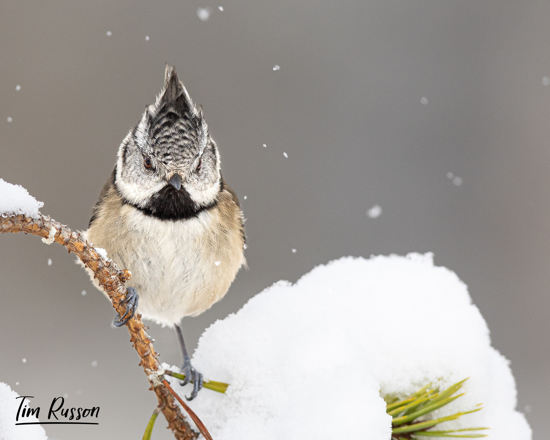 Crested Tit, Aviemore 2023