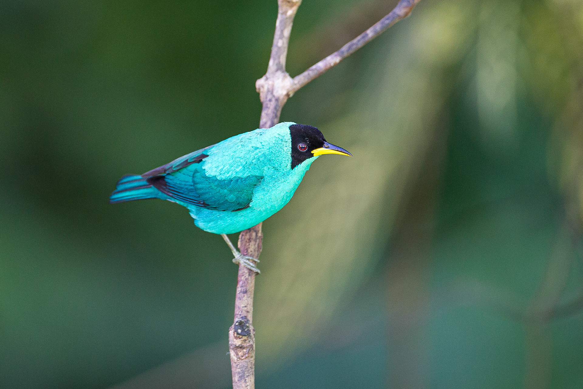 Green Honeycreeper, Trinidad 2018