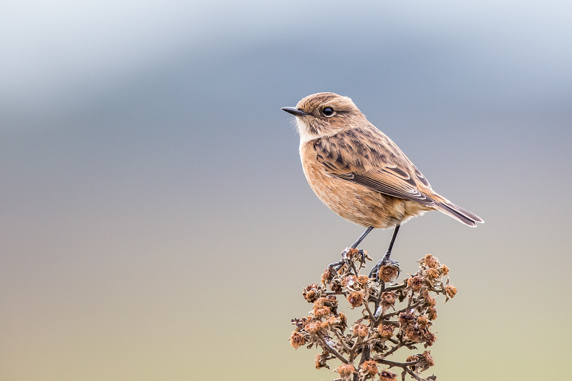 Stonechat, Norfolk 2020