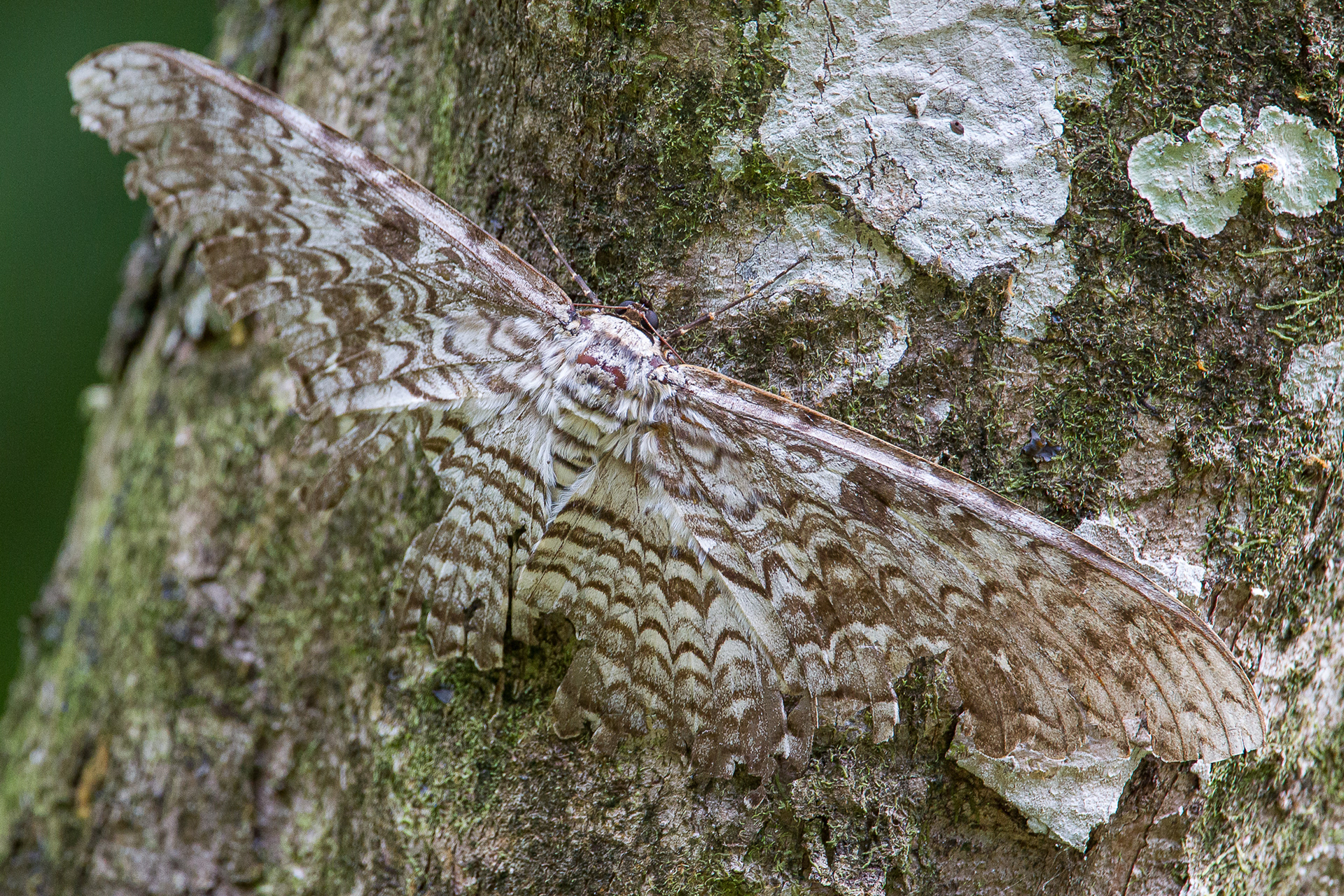 White Witch Moth, Trinidad 2018