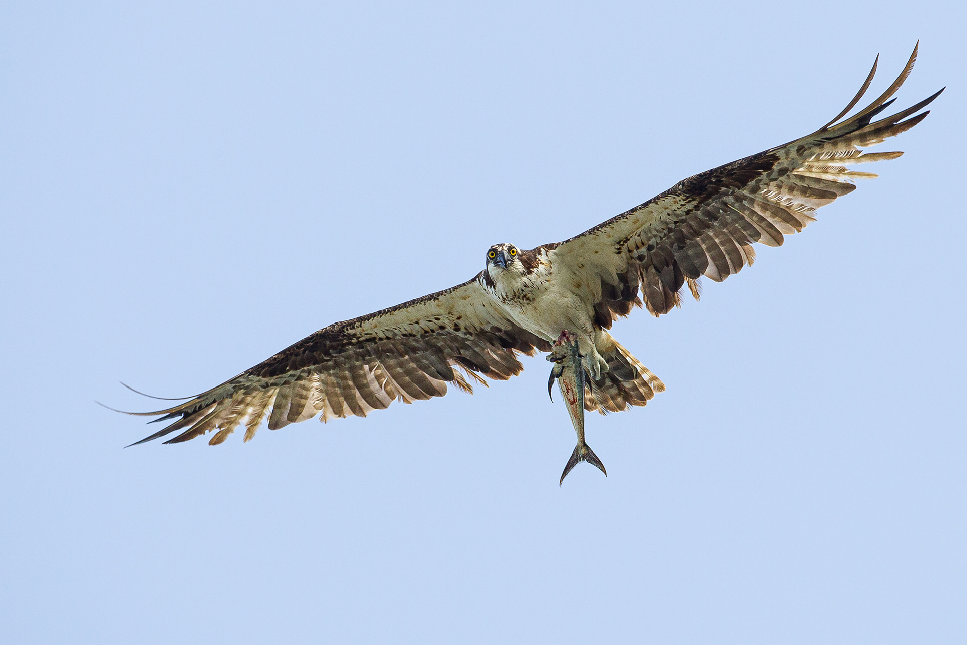 Osprey, Trinidad 2018