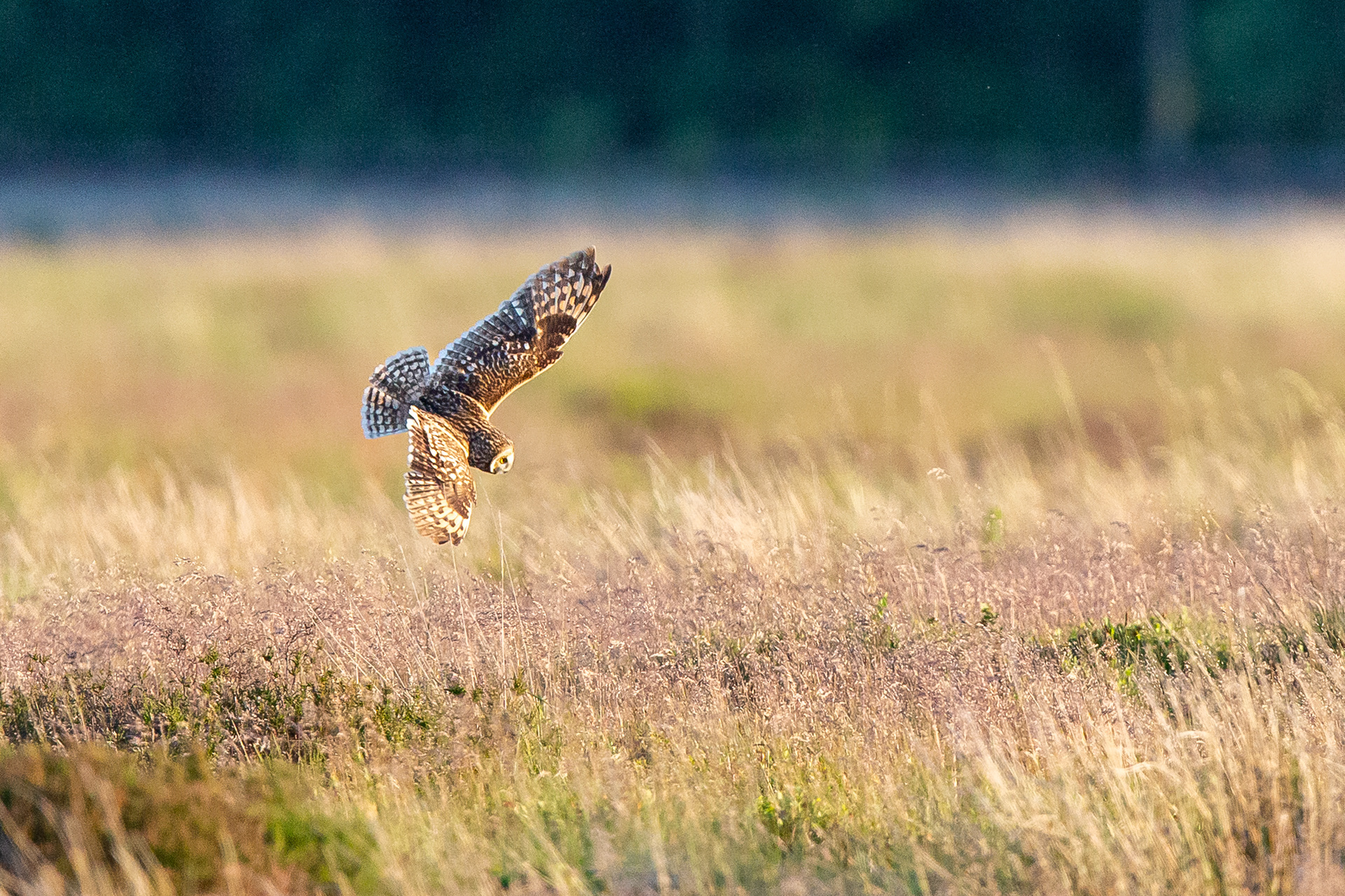 Short Eared Owl, Derbyshire 2021