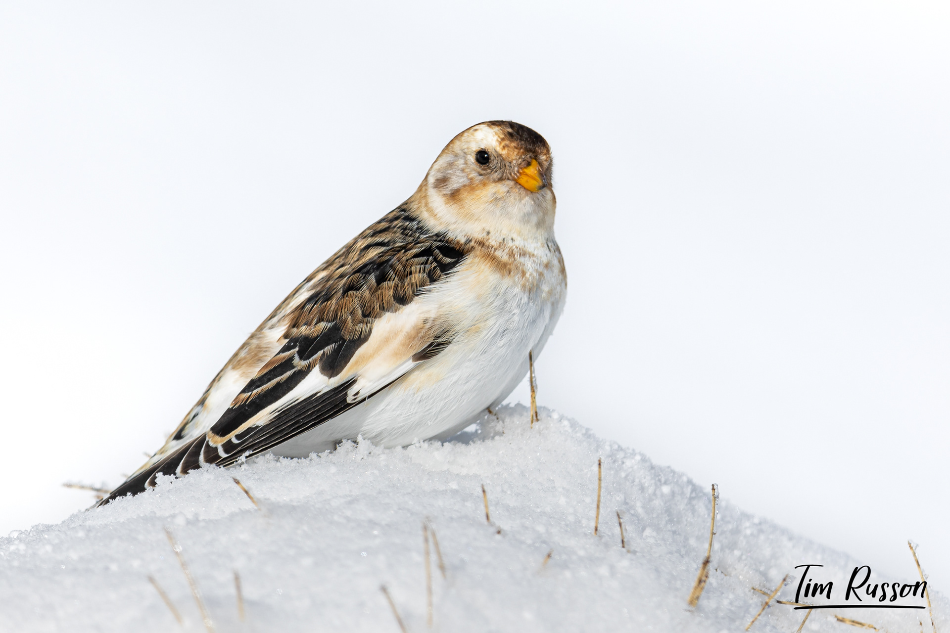 Snow Bunting, Aviemore 2023