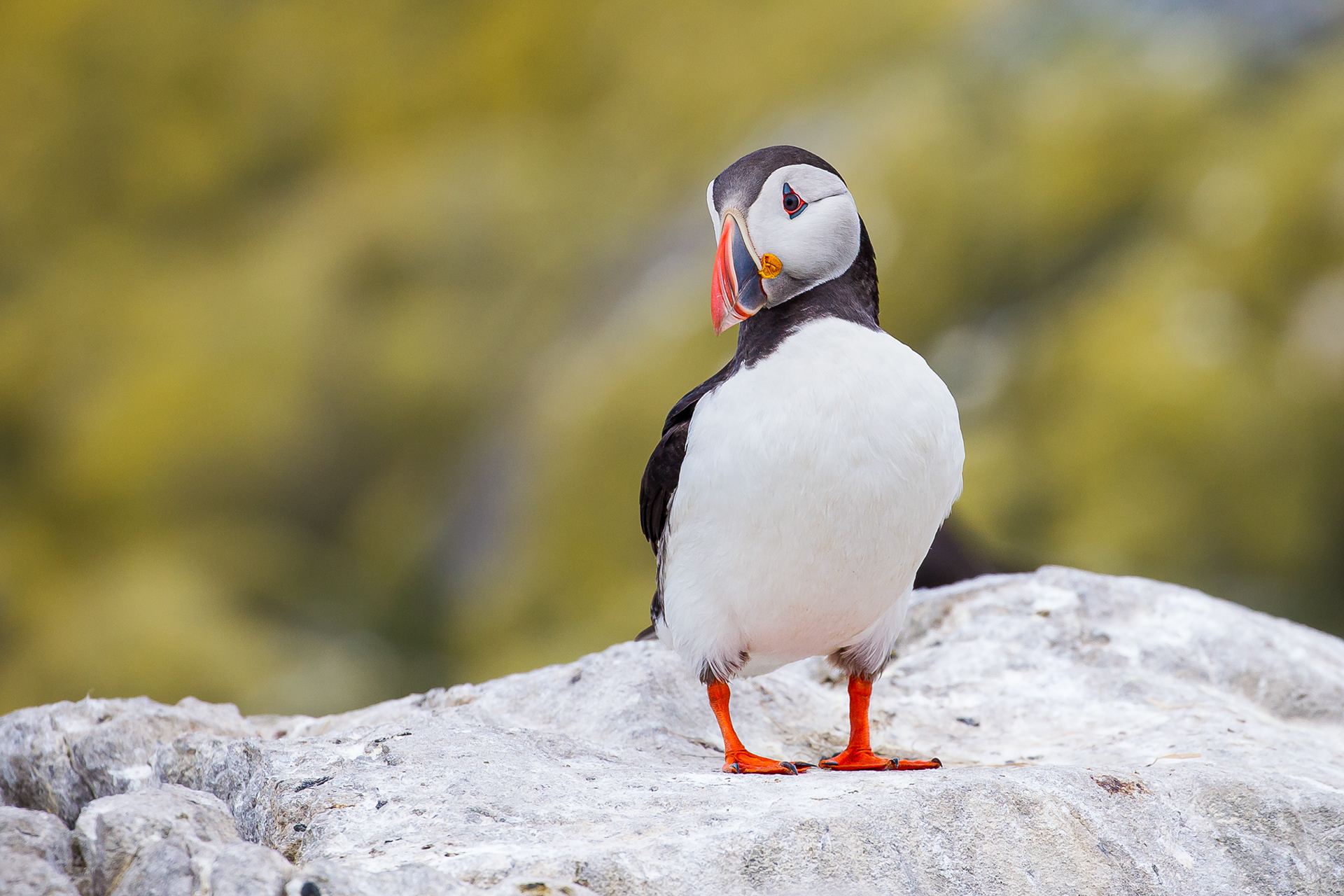 Puffin, Farne Islands 2018