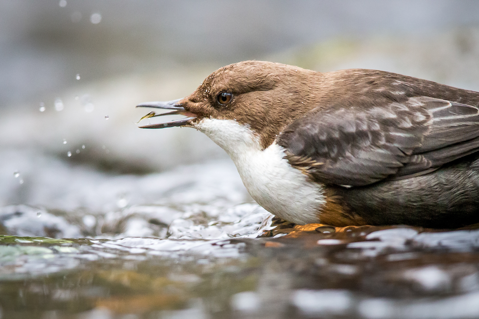 Dipper, Sheffield 2021