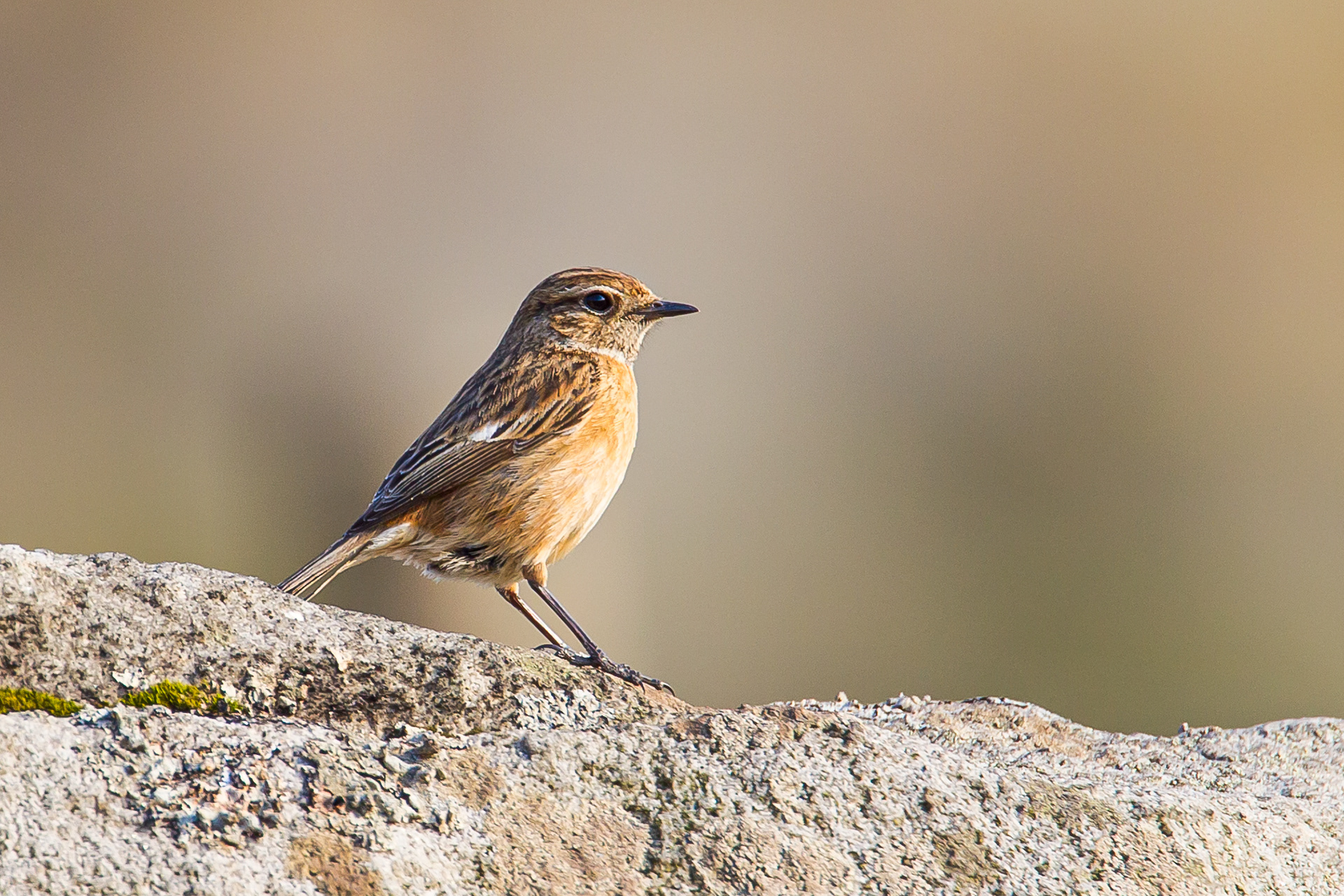 Stonechat, Derbyshire 2019