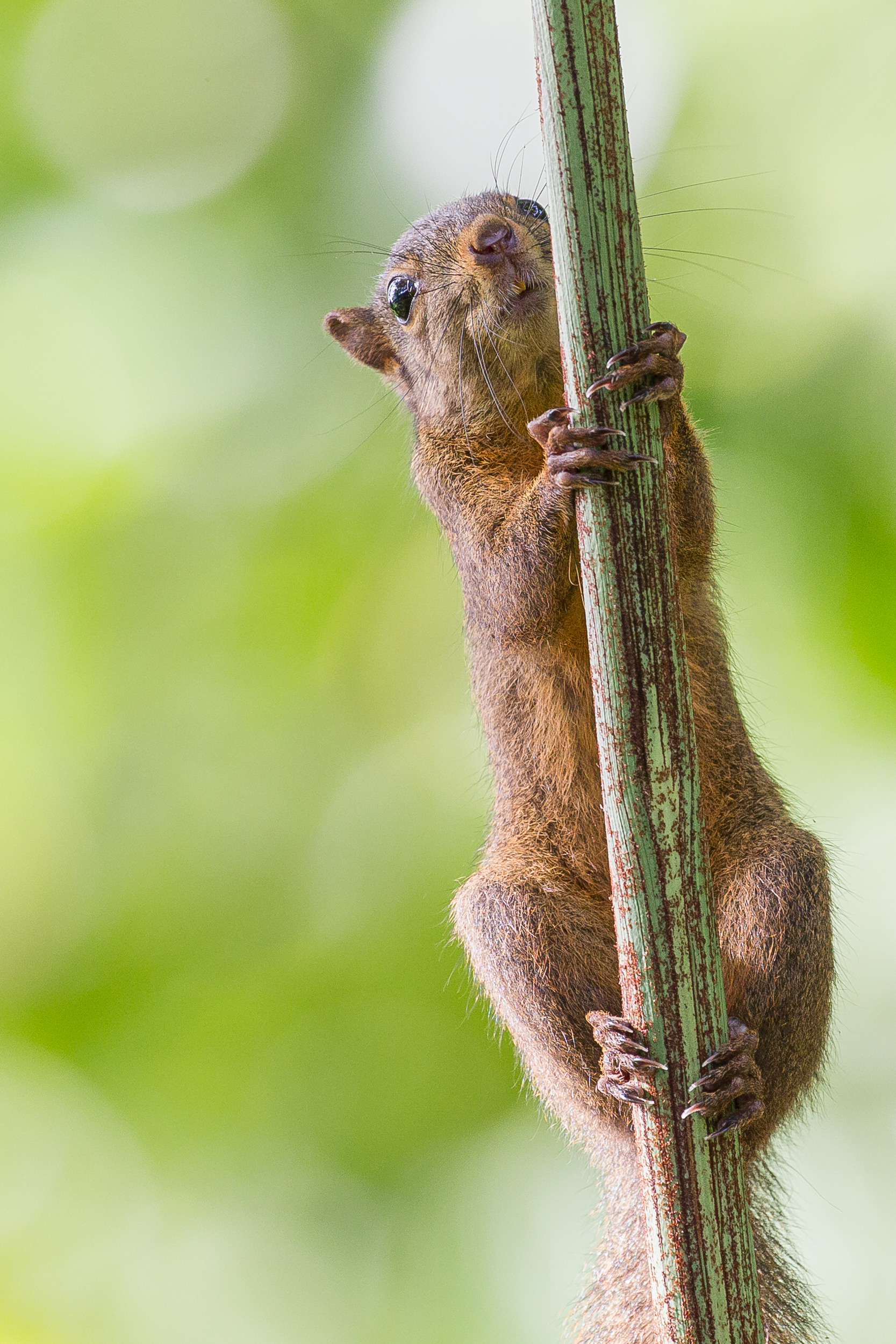  Red-Tailed Squirrel, Tobago 2017