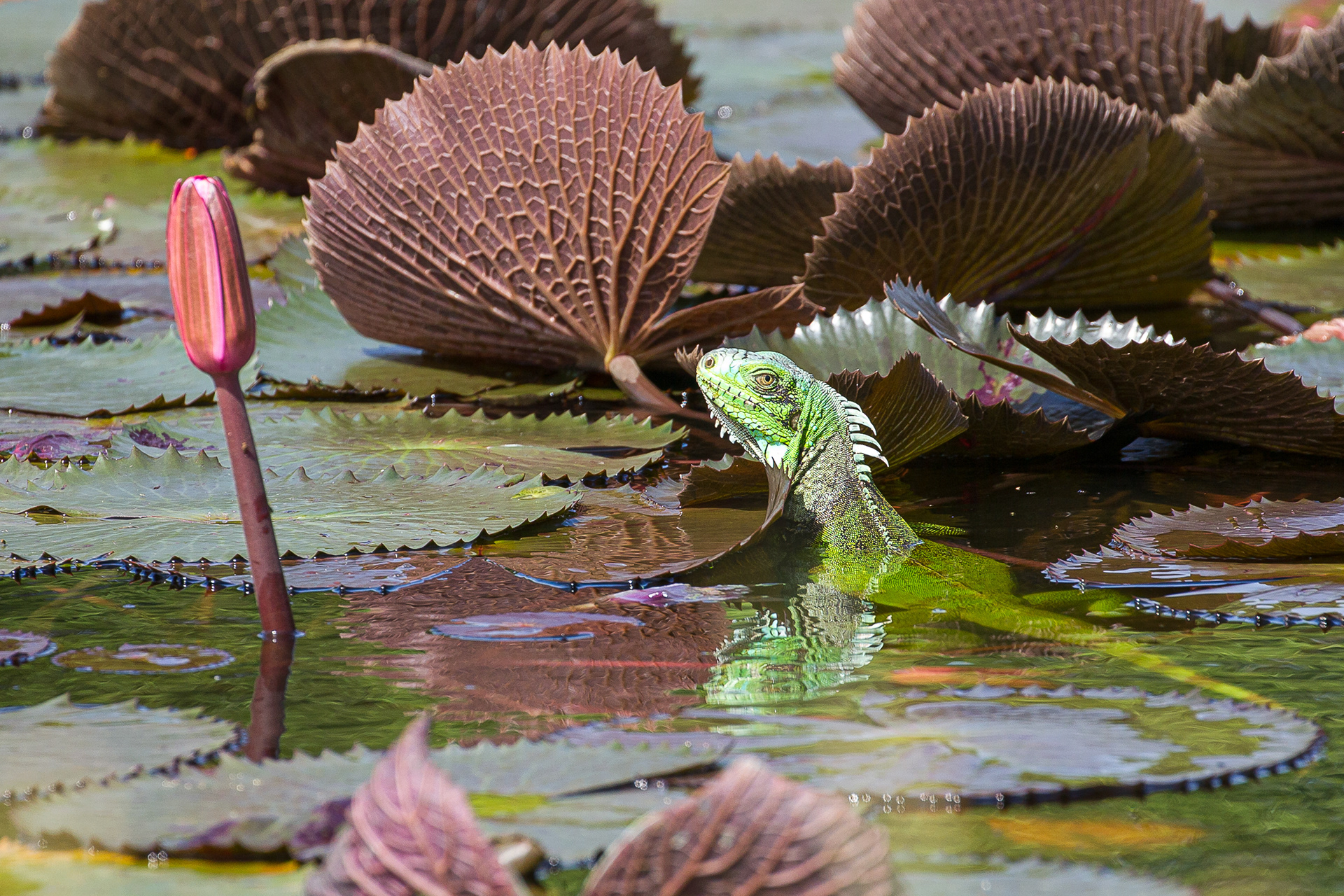  Green Iguana, Tobago 2017