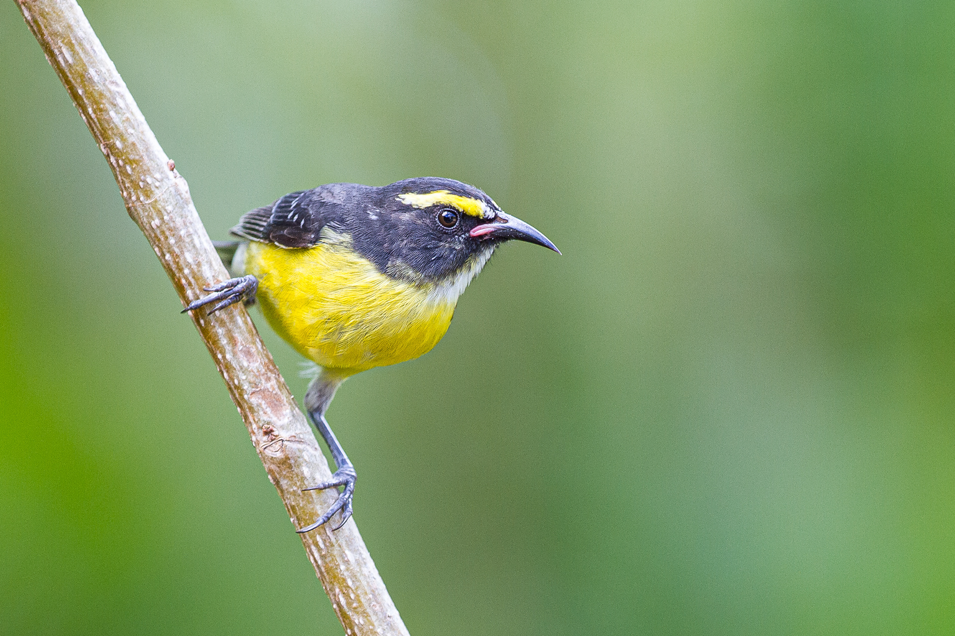 Bananaquit, St Lucia 2016