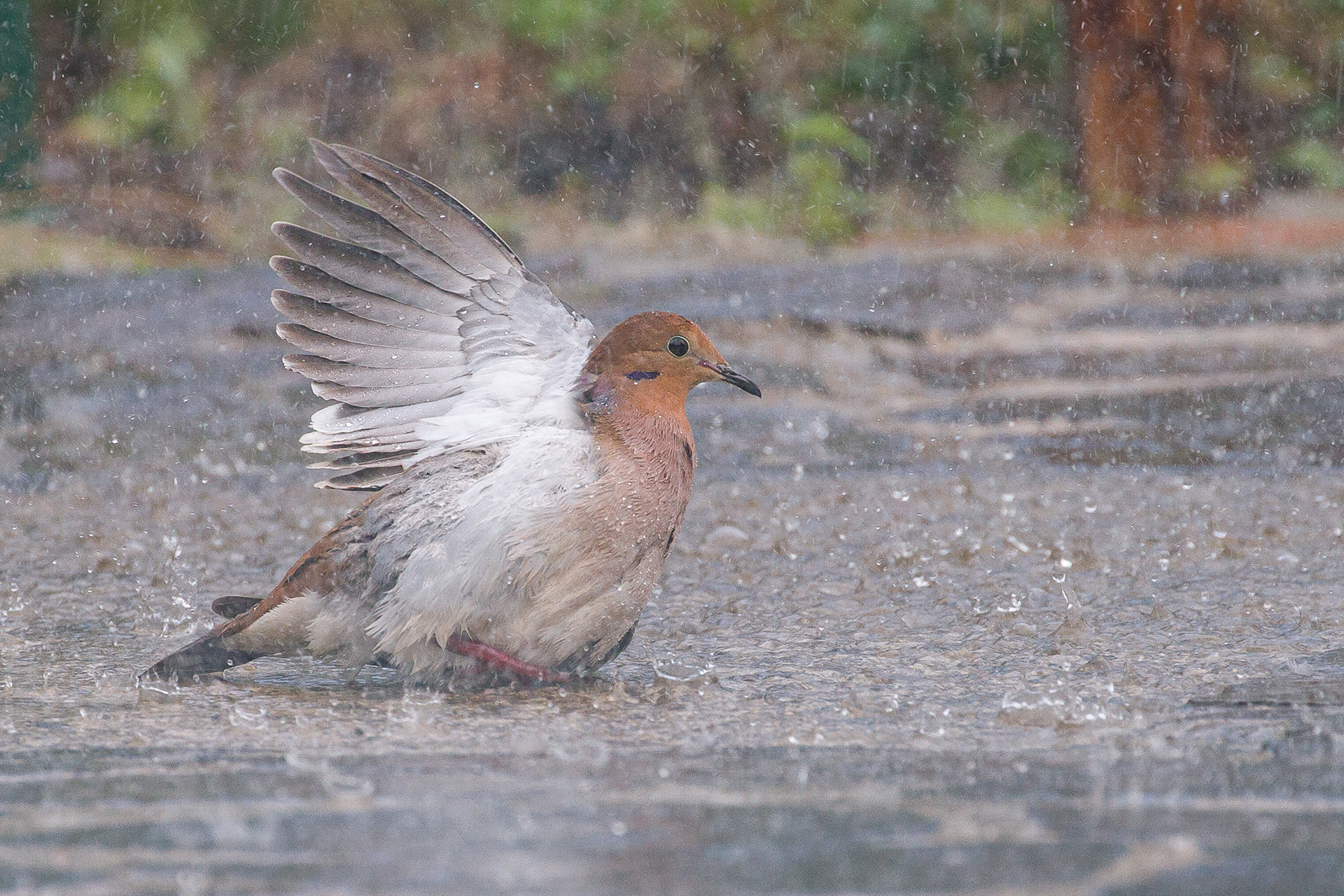 Zanaida Dove, St Lucia 2016