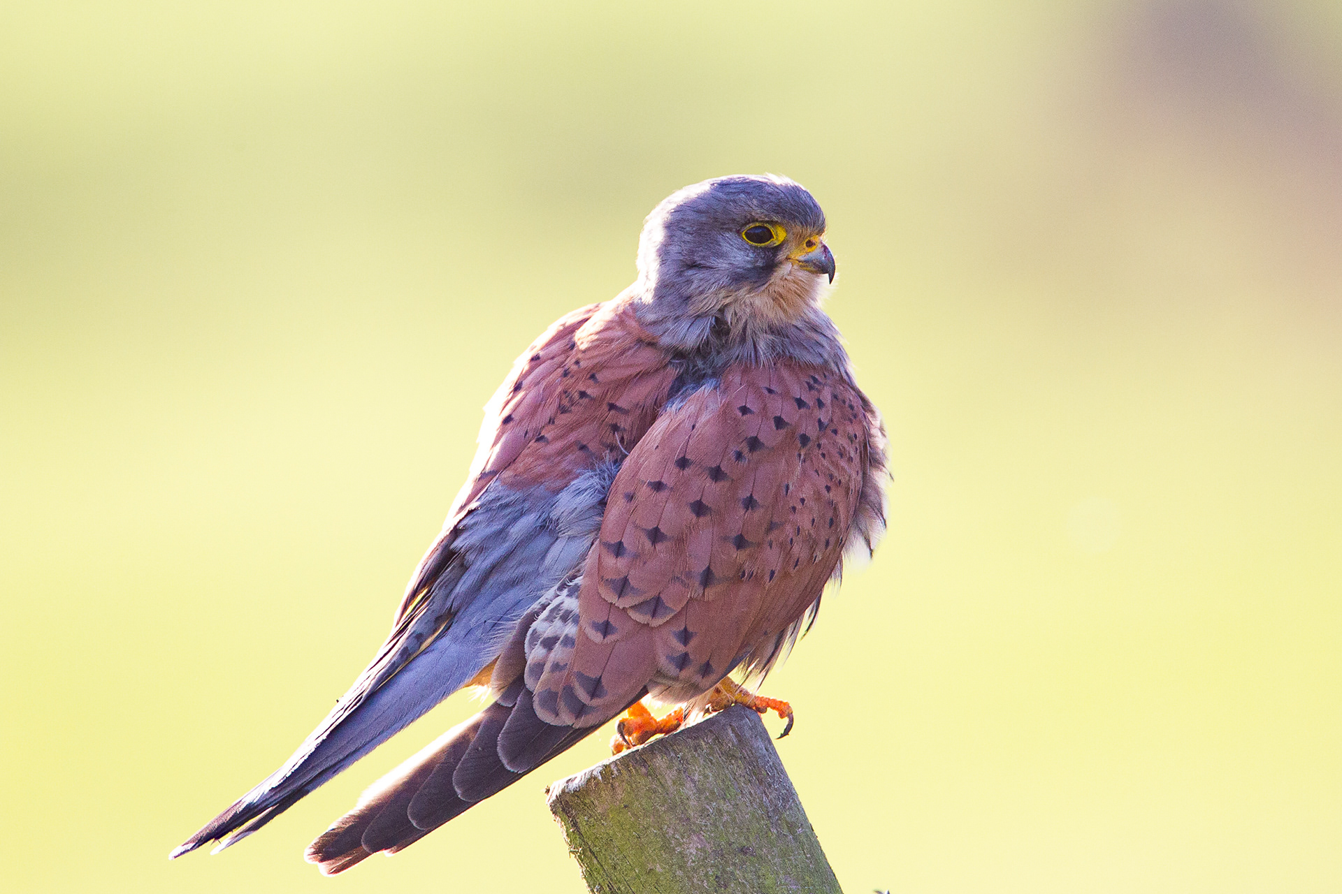 Kestrel, Sheffield 2019