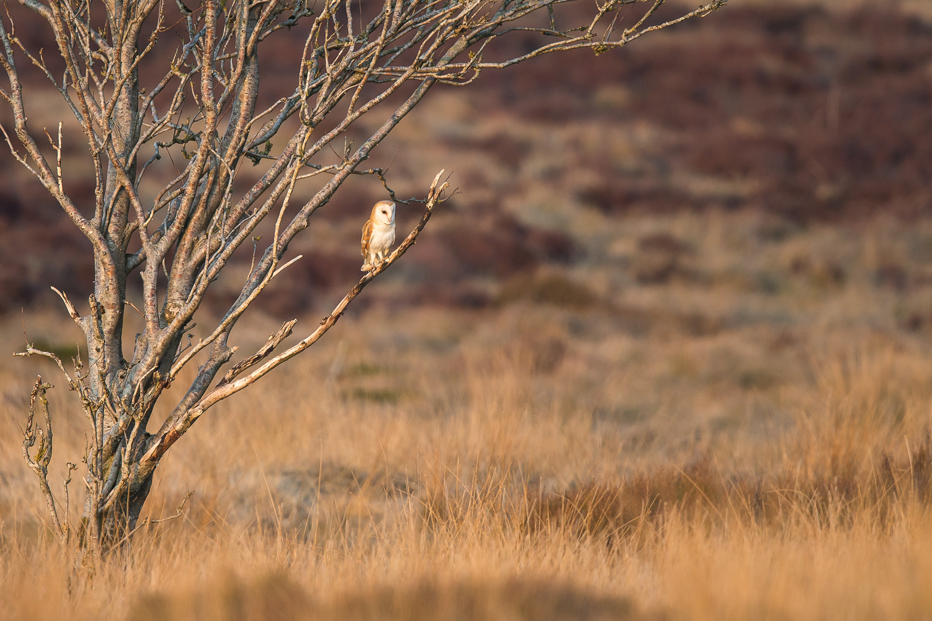 Barn Owl, Derbyshire 2022