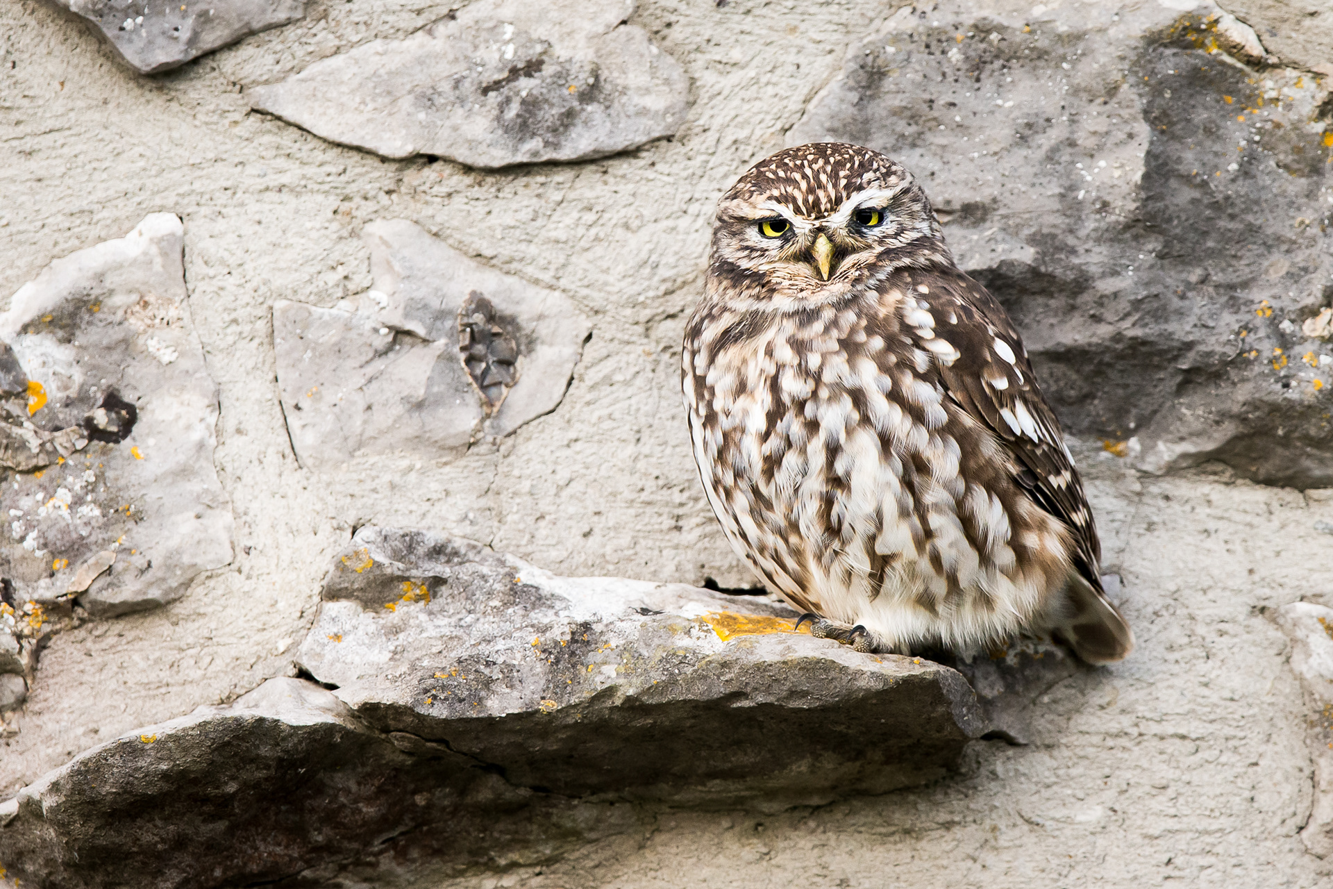 Little Owl, Derbyshire, 2021