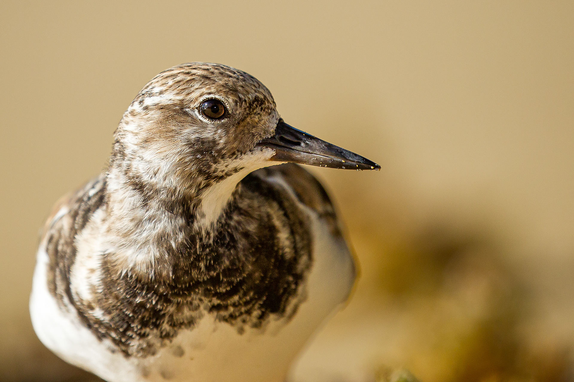  Ruddy Turnstone, Tobago 2017