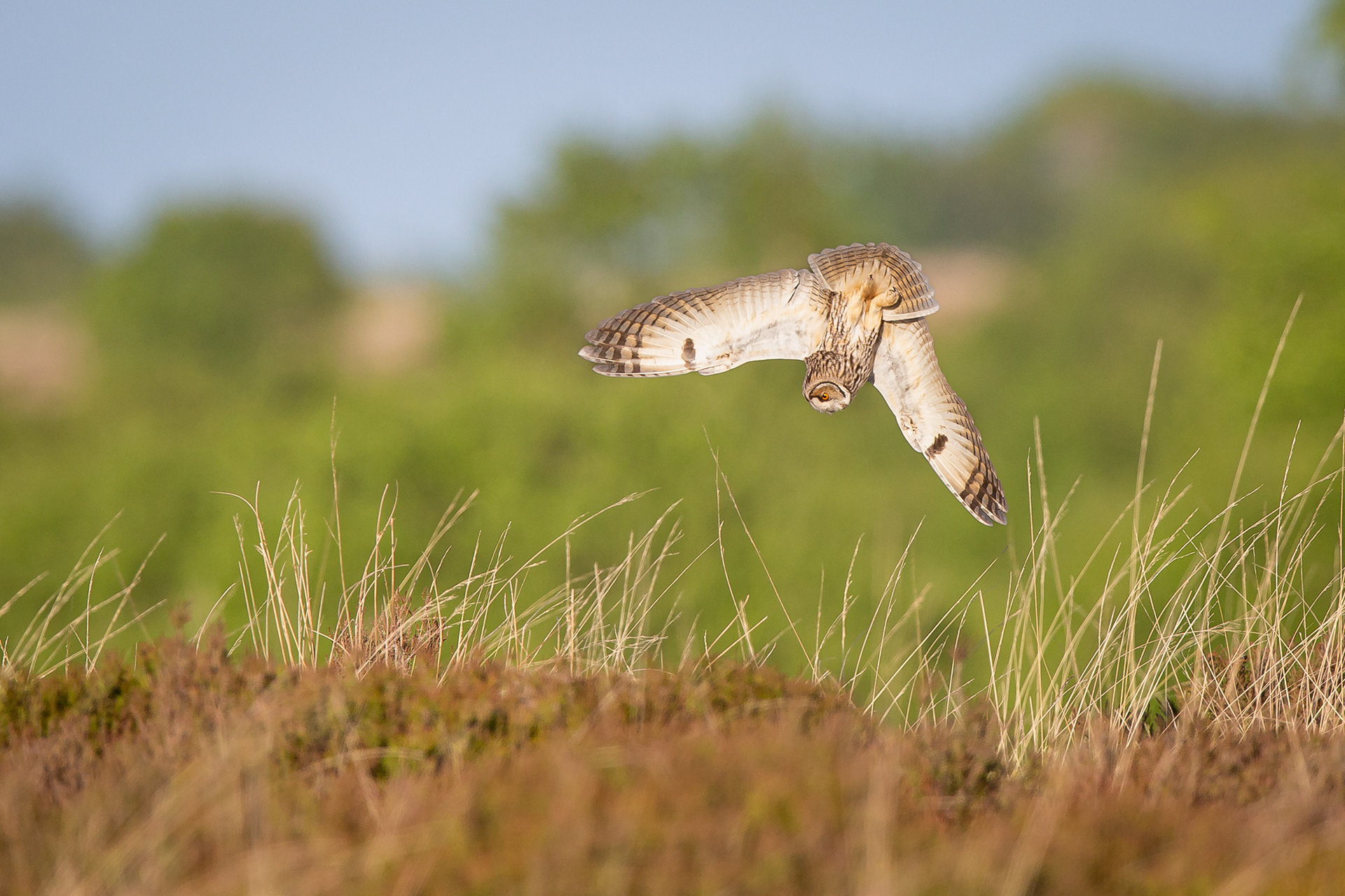 Long Eared Owl, Derbyshire 2022