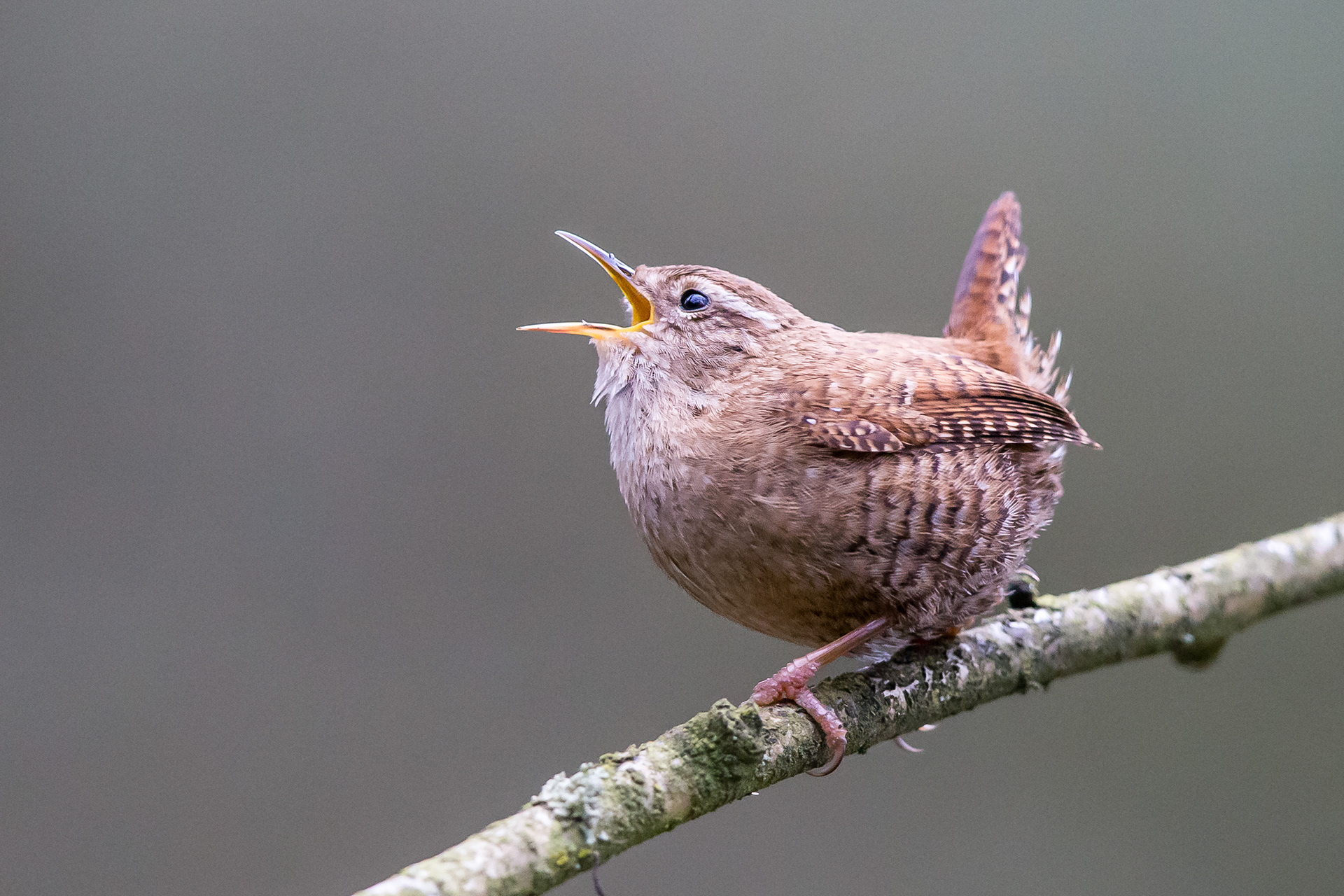 Wren, Sheffield 2021