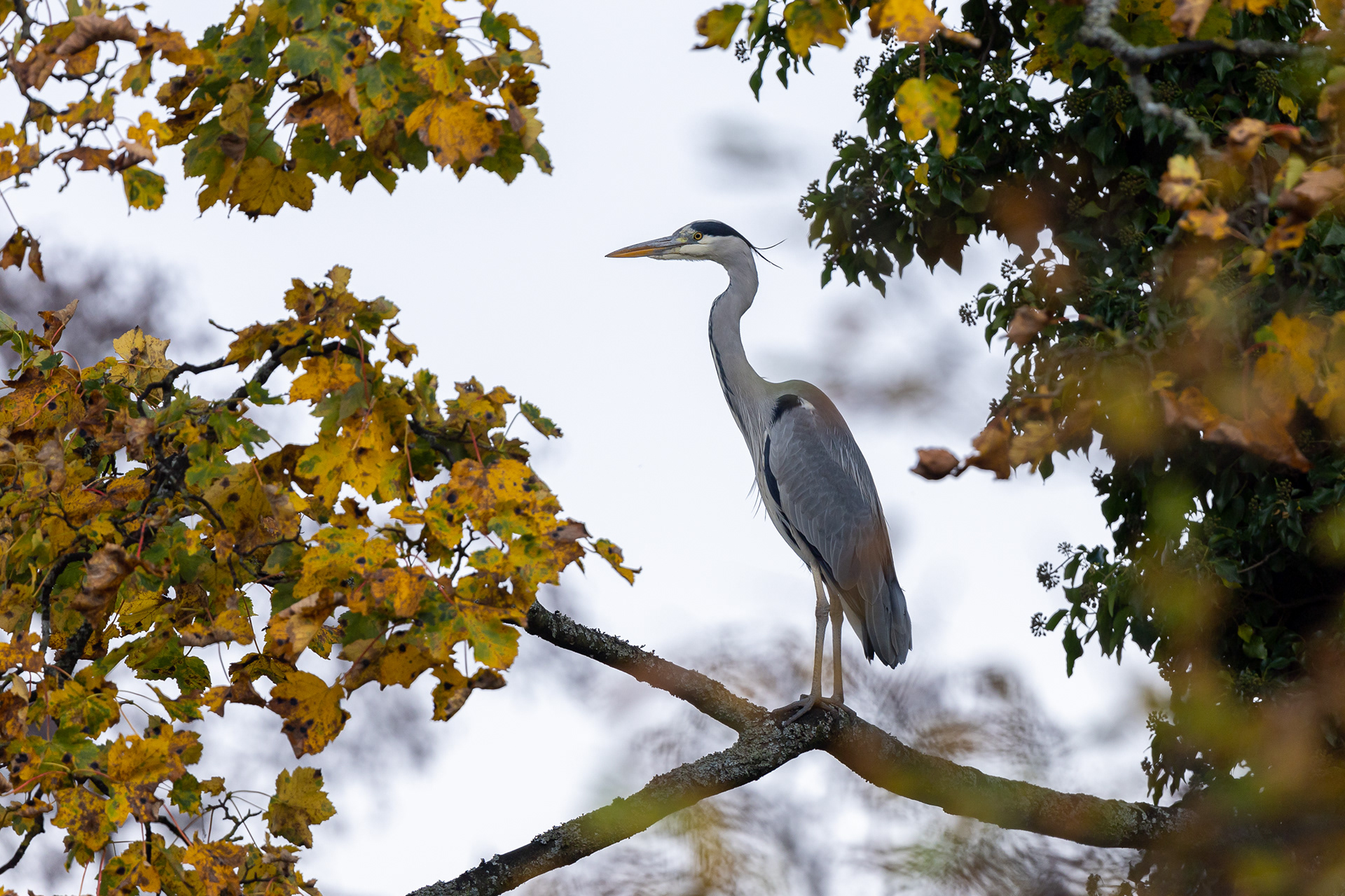 Heron, Sheffield 2022