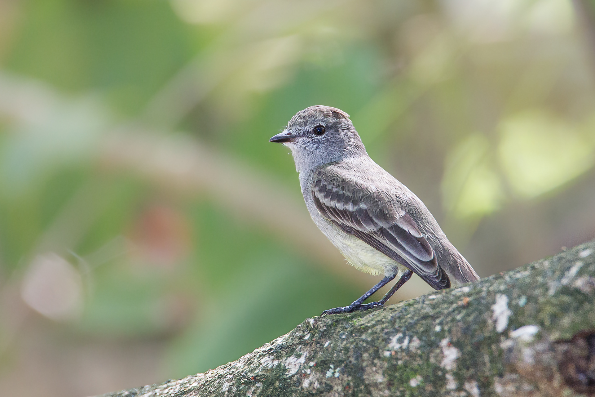 Southern Beardless Tyranulet, Trinidad 2018