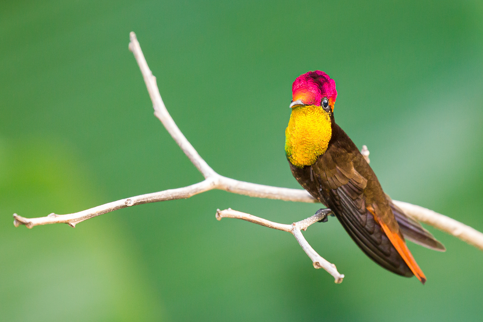  Ruby Topaz, Tobago 2017
