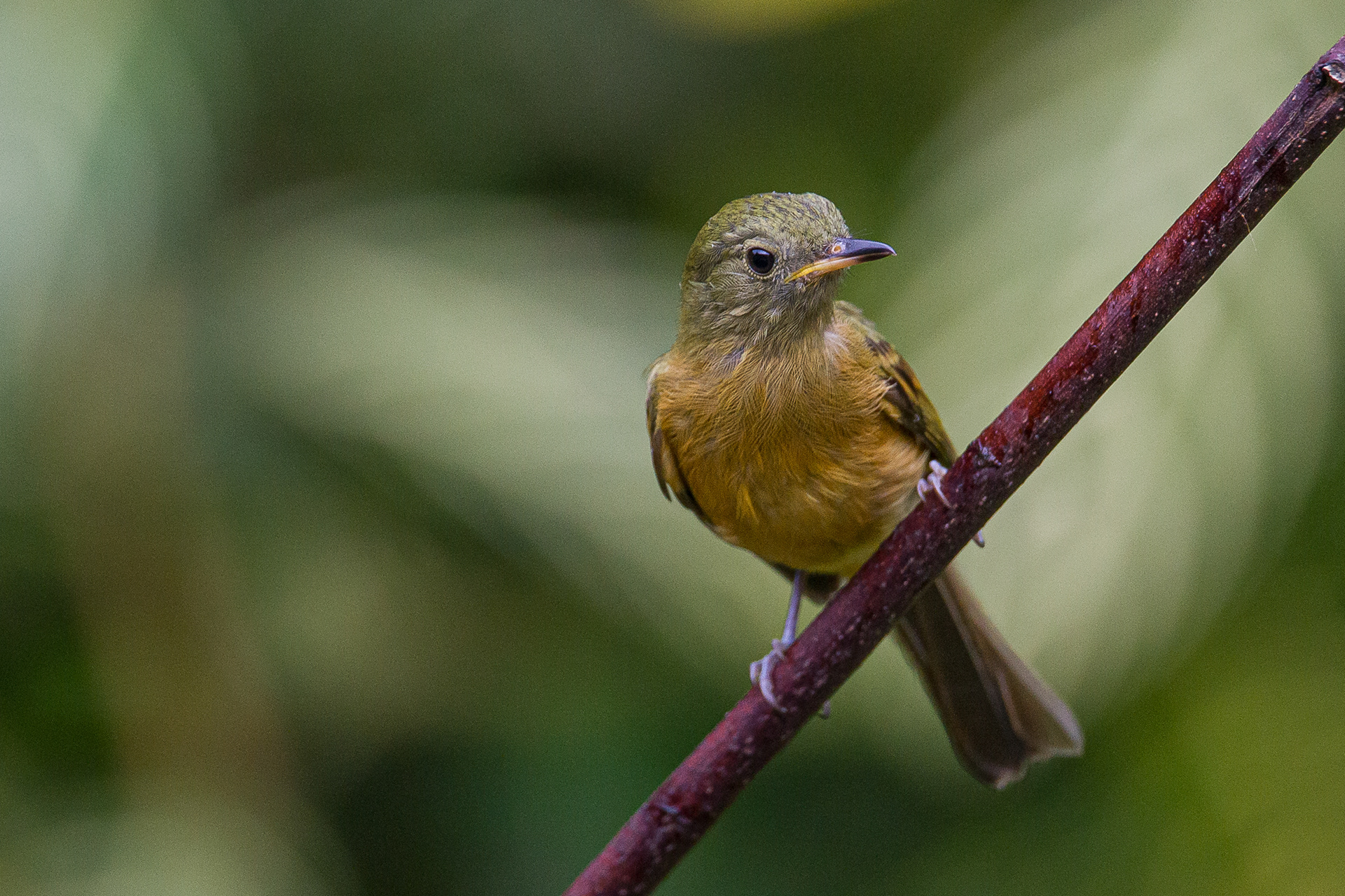 Ochre-Bellied Flycatcher, Trinidad 2018