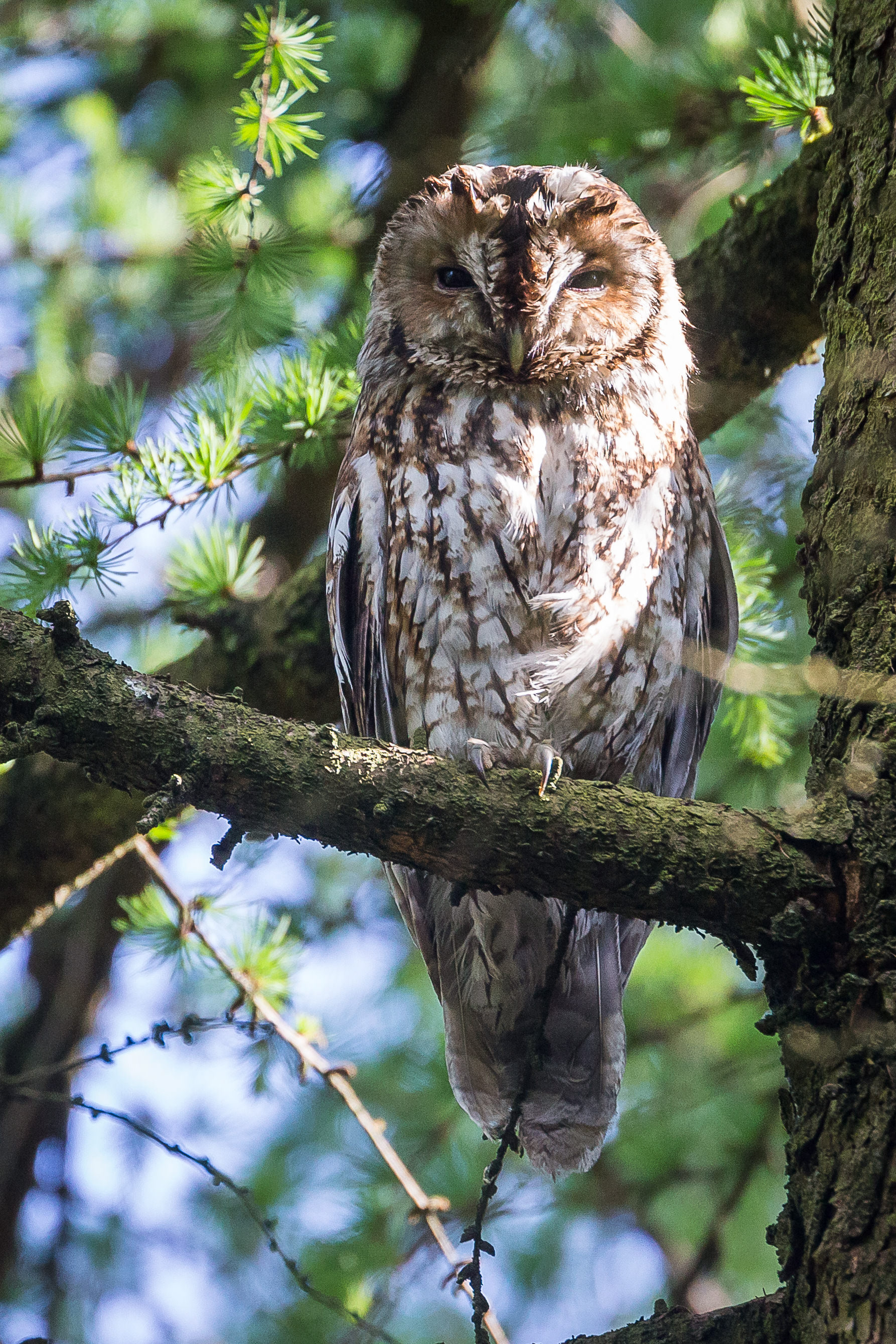 Tawny Owl, Sheffield 2021