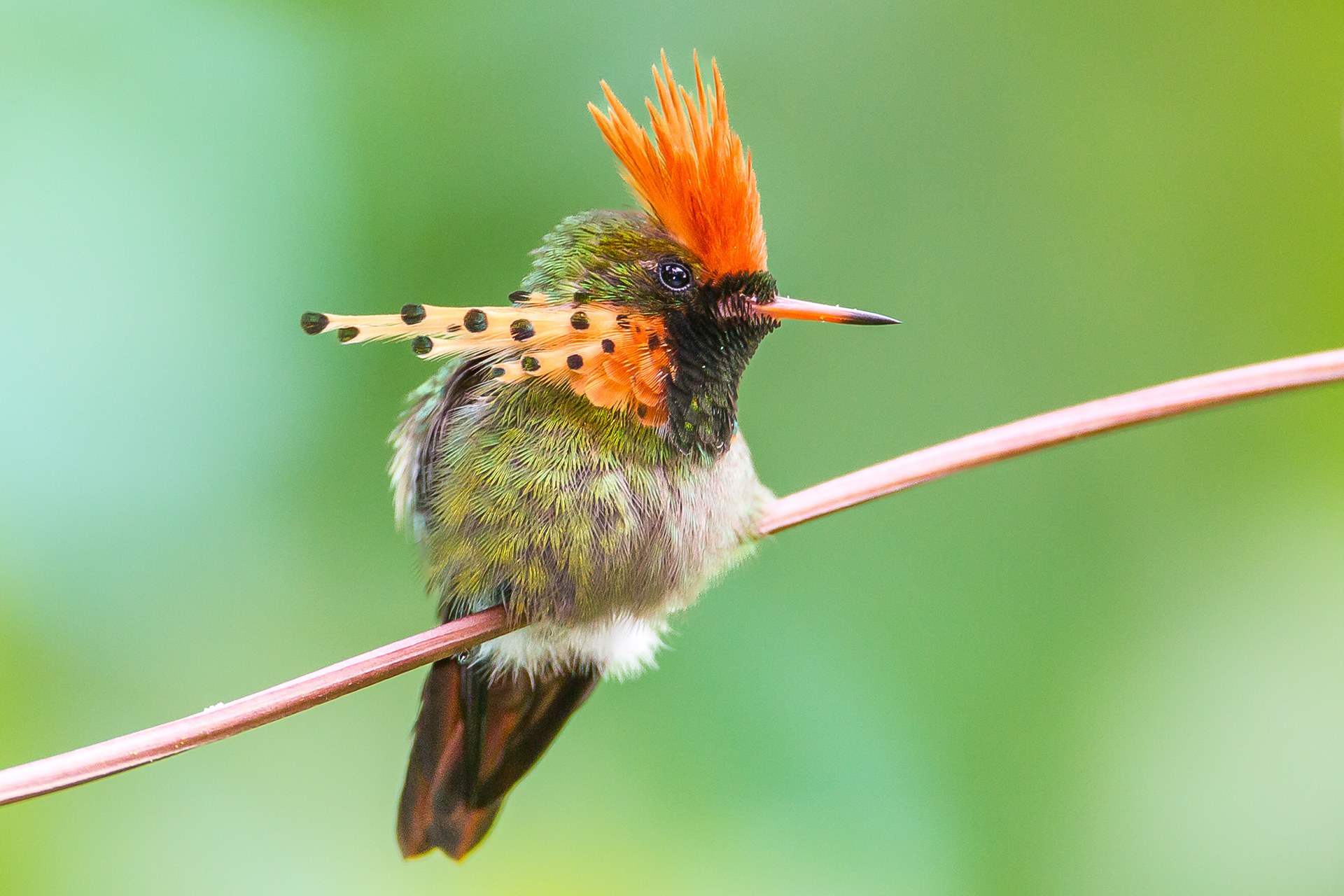 Tufted Coquette, Trinidad 2018
