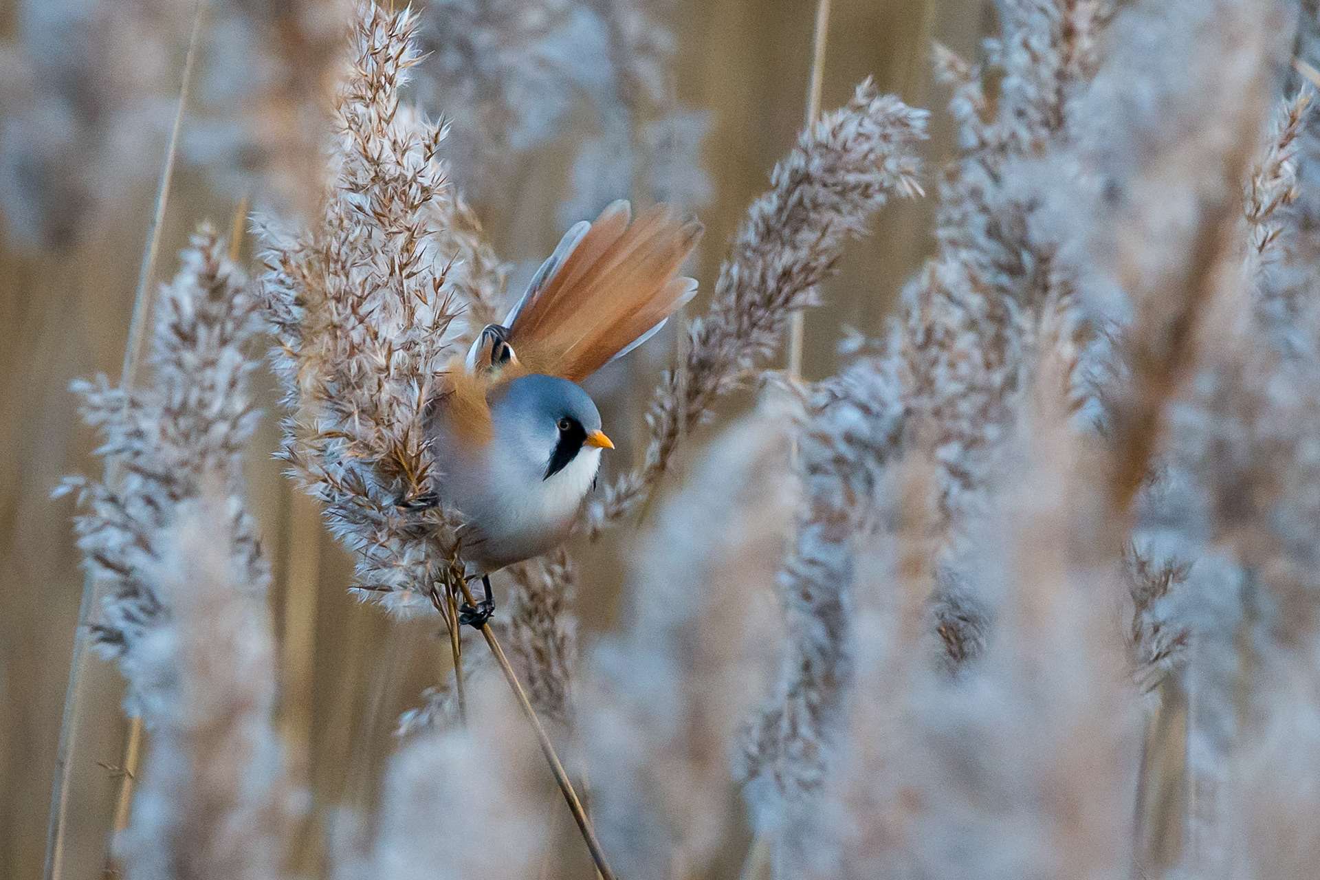 Bearded Tit, Old Moor 2020
