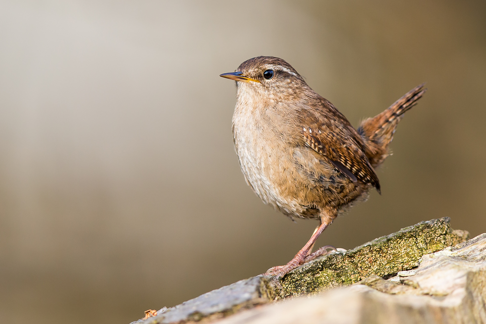 Wren, Derbyshire 2021