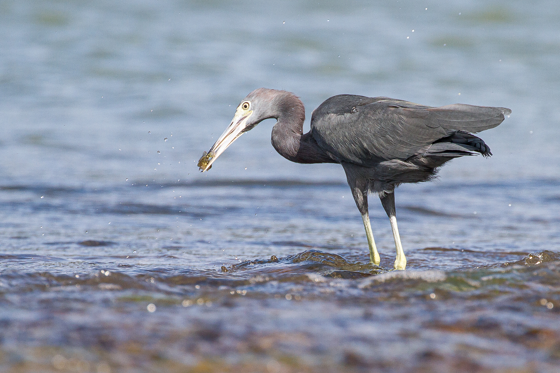 Little Blue Heron, St Lucia 2016