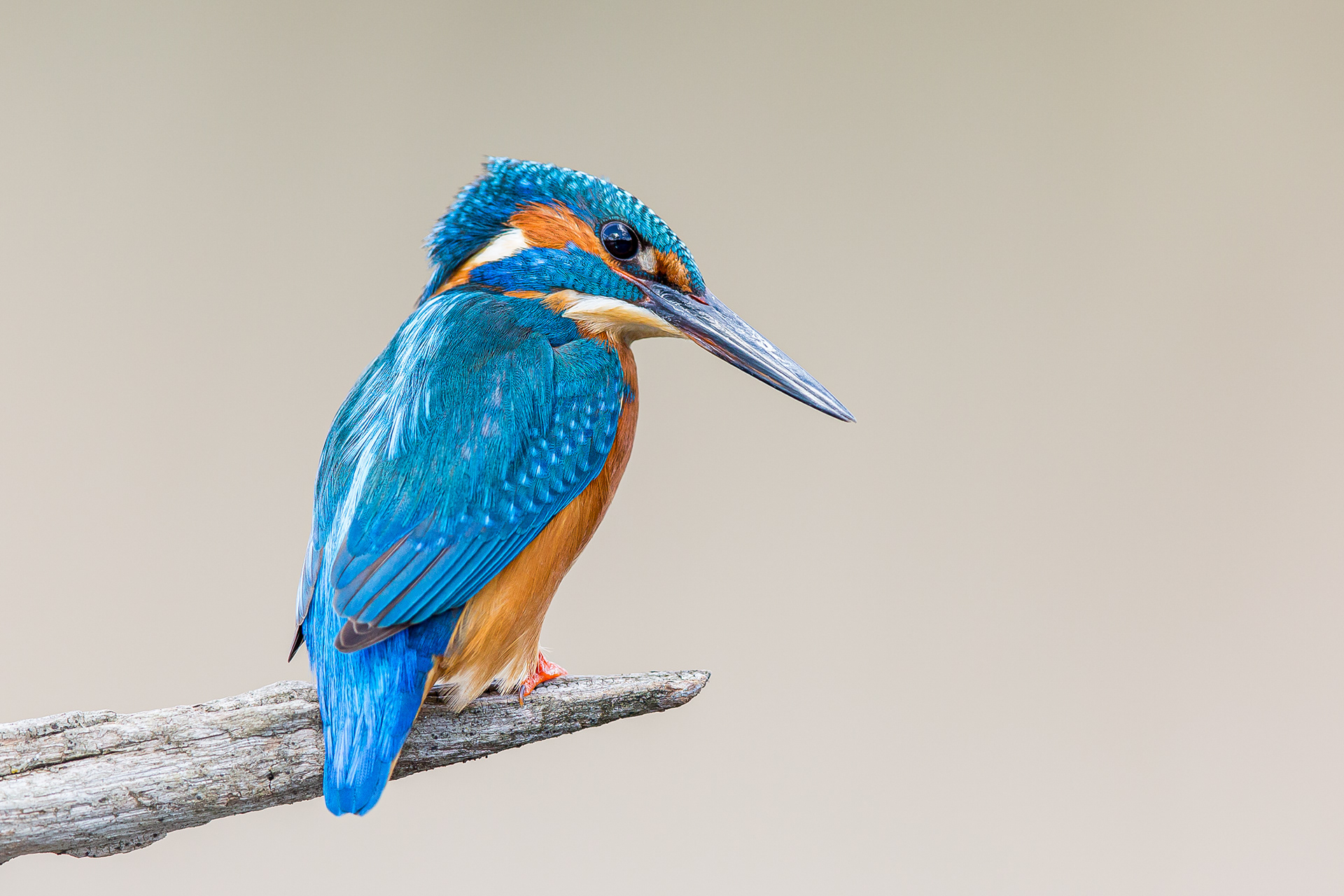 Kingfisher, Bourne 2022