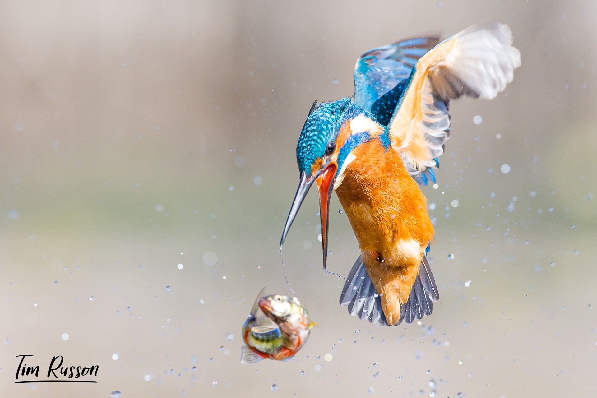 Kingfisher, Bourne 2022