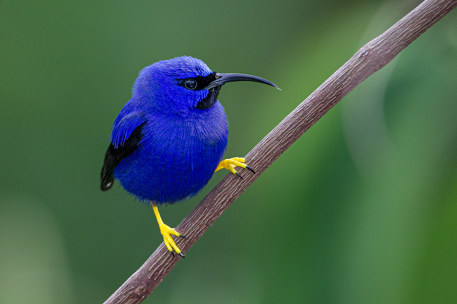 Purple Honeyeater, Trinidad 2018