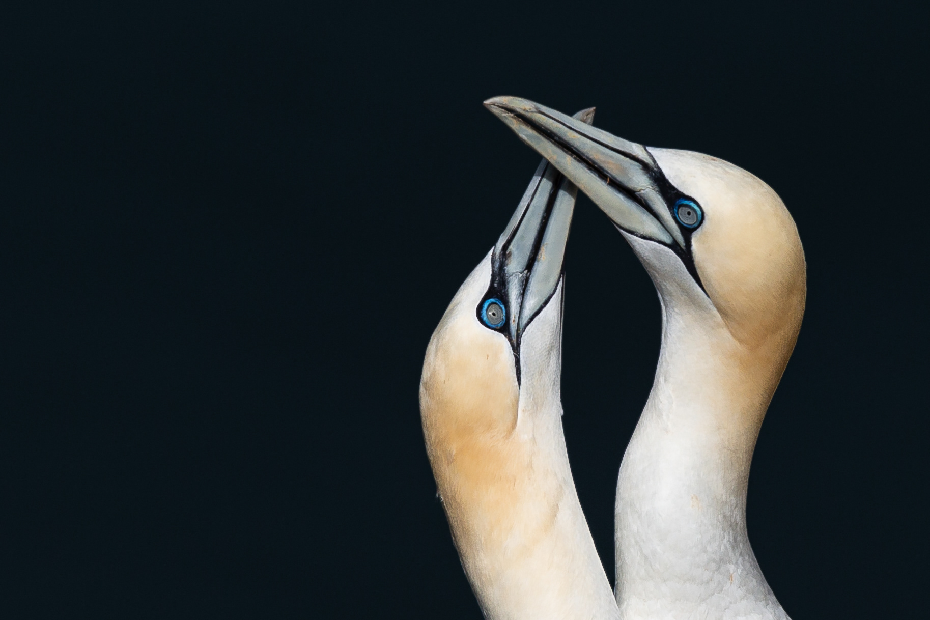 Gannets, Bempton 2022