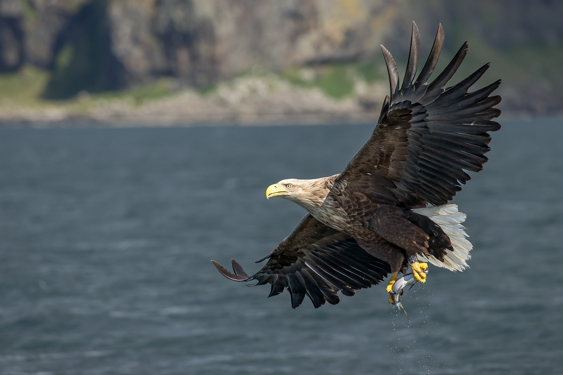 White Tailed Eagle, Mull 2021
