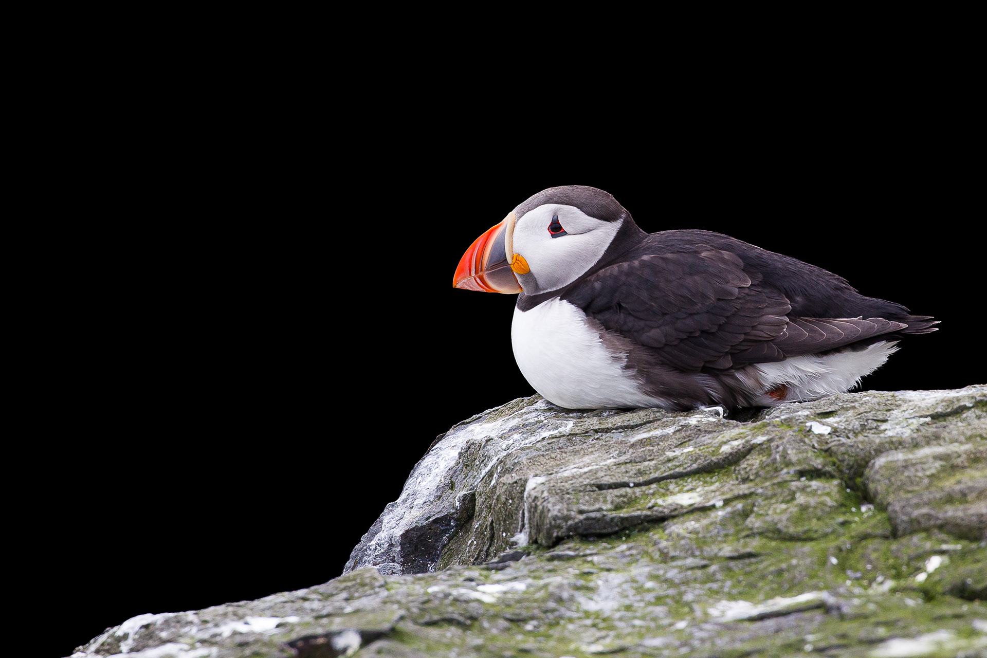 Puffin, Farne Islands 2018