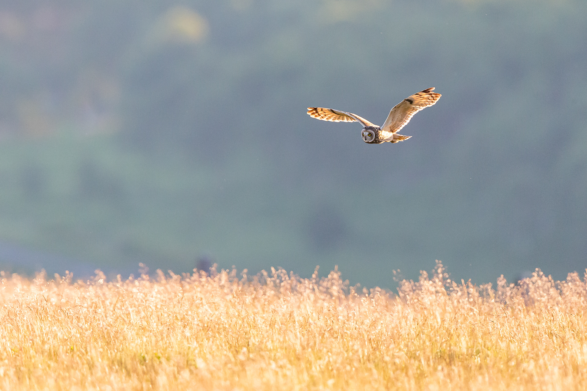 Short Eared Owl, Derbyshire 2021