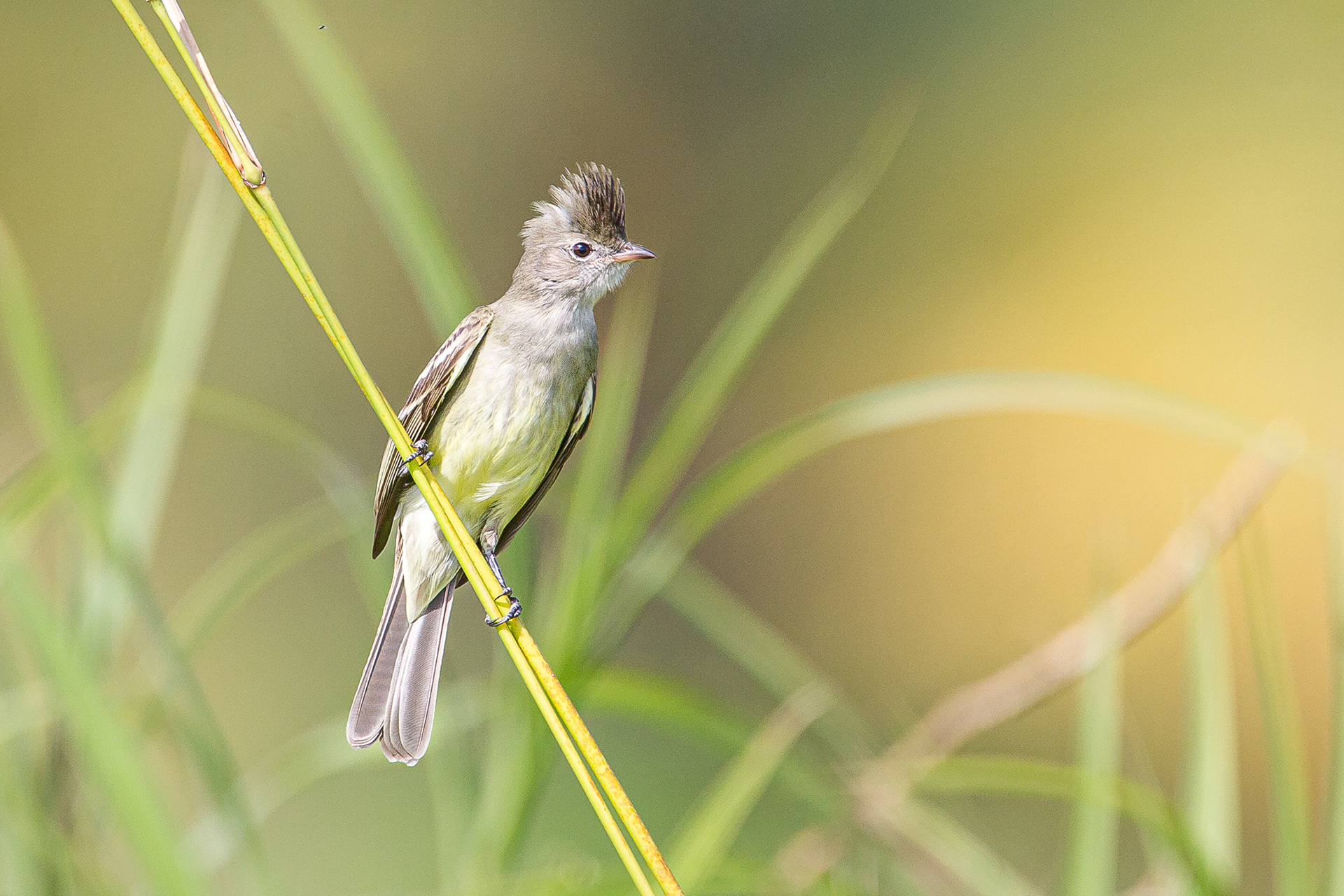 Yellow-Bellied Eleania, Trinidad 2018