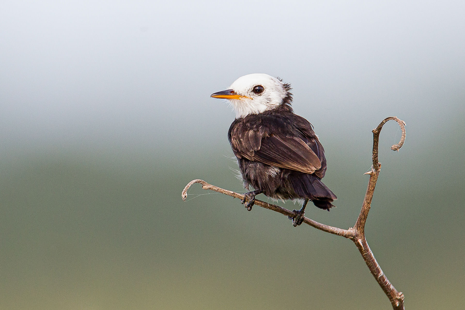 White-Headed Marsh Tyrant, Trinidad 2018