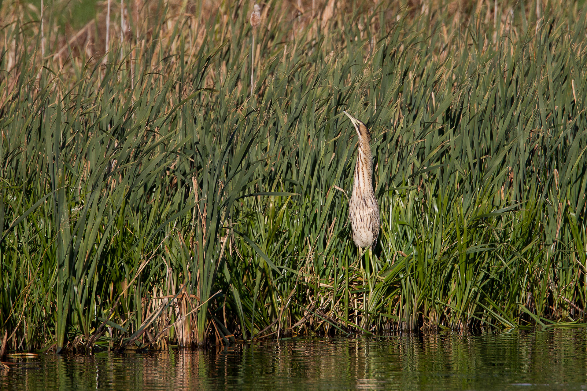 Bittern, Sprotborough 2018