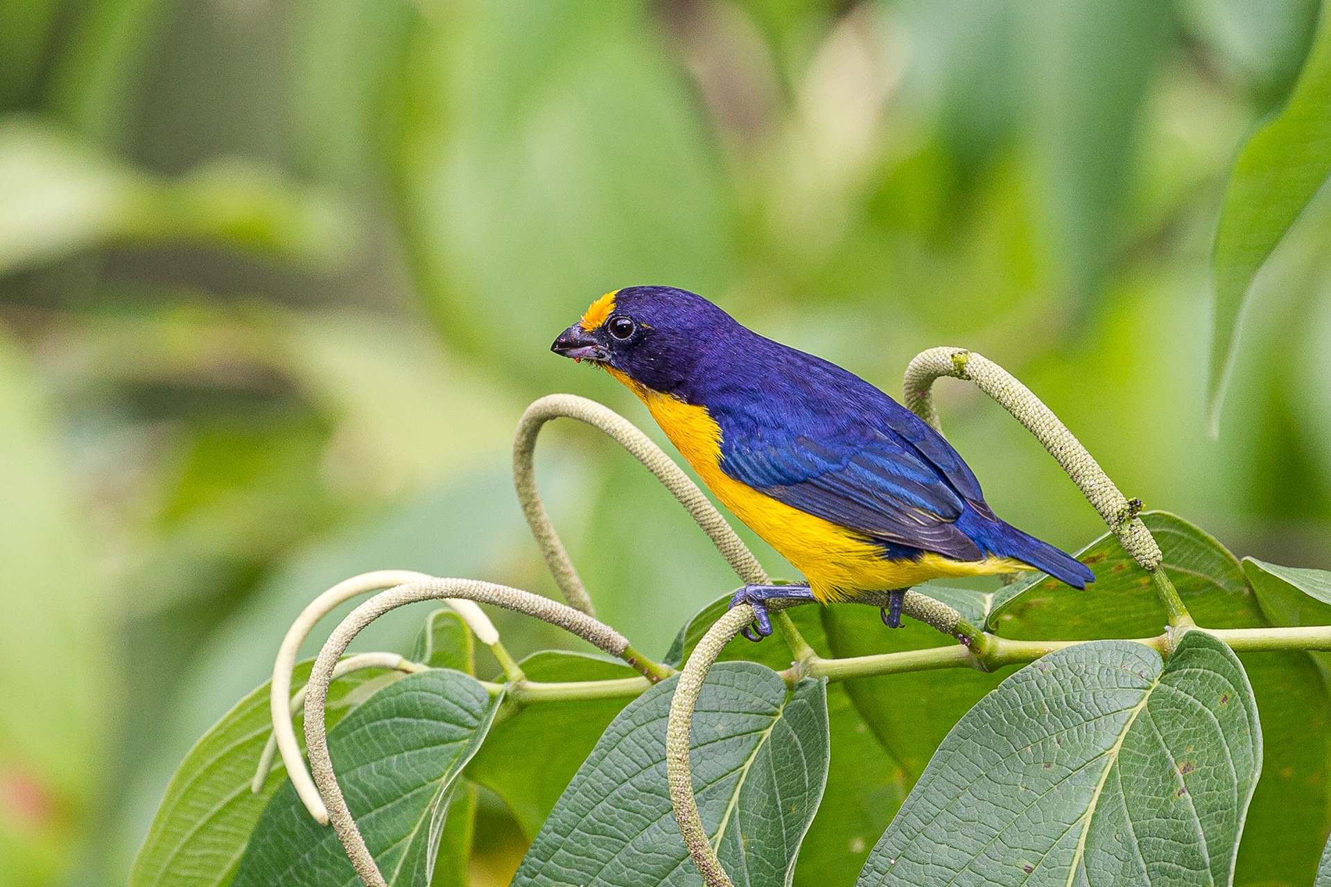 Violaceous Euphonia, Trinidad 2018