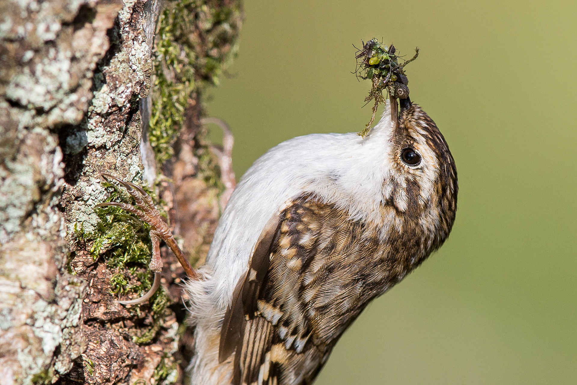 Treecreeper, Derbyshire 2021