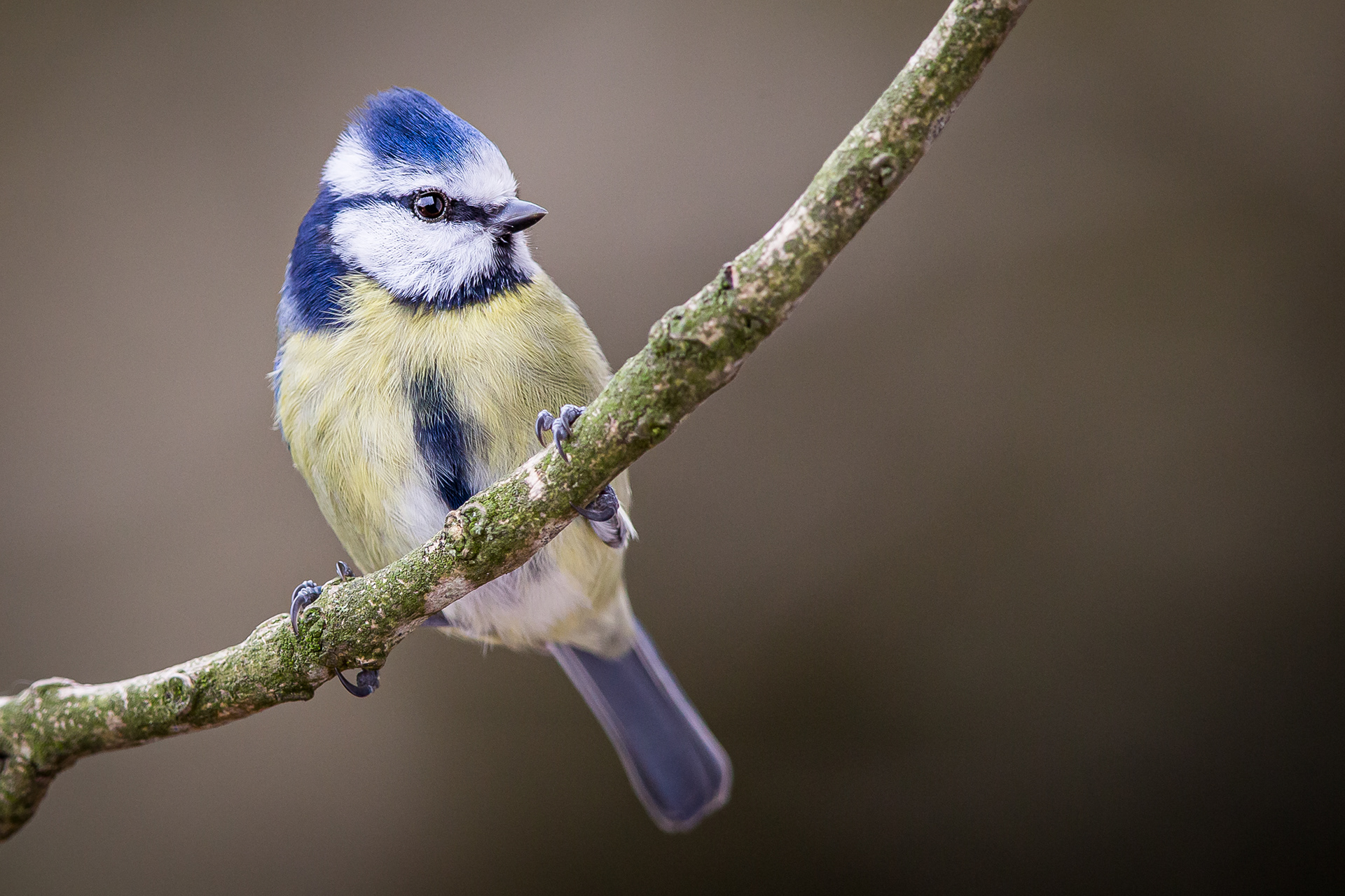 Blue Tit, Sheffield 2021