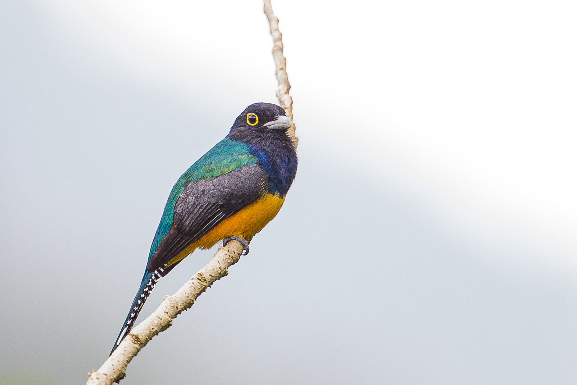Guianan Trogon, Trinidad 2018