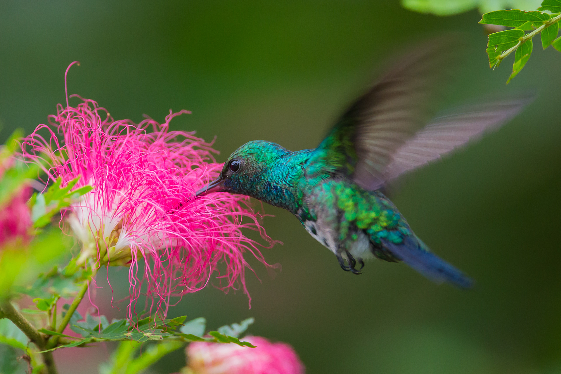 White-Necked Jacobin, Trinidad 2018