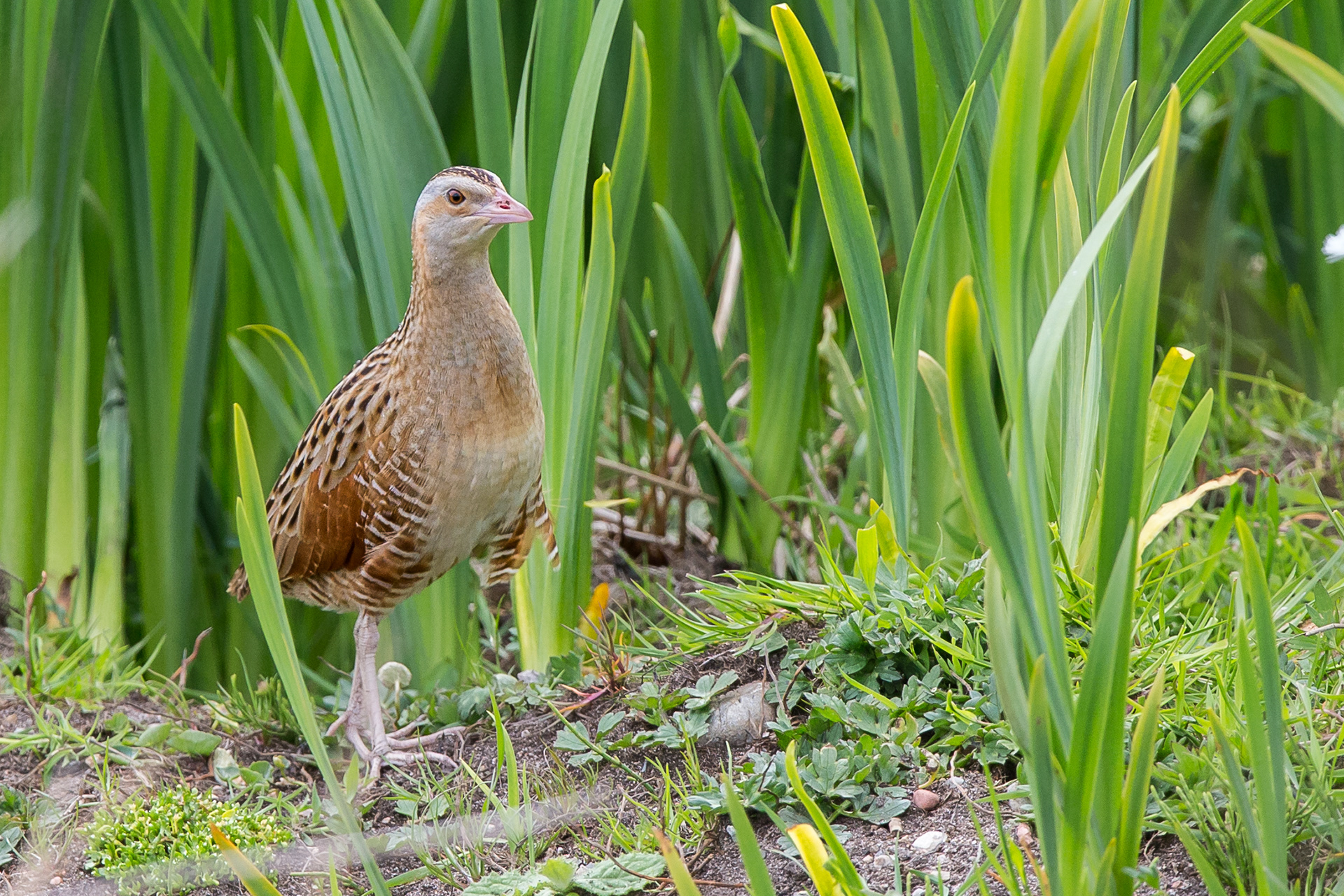 Corncrake, Iona 2021