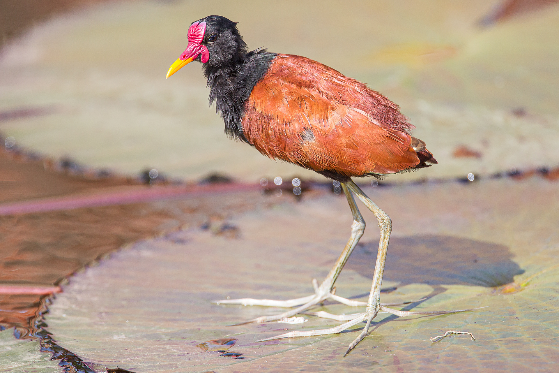 Wattled Jacana, Trinidad 2018