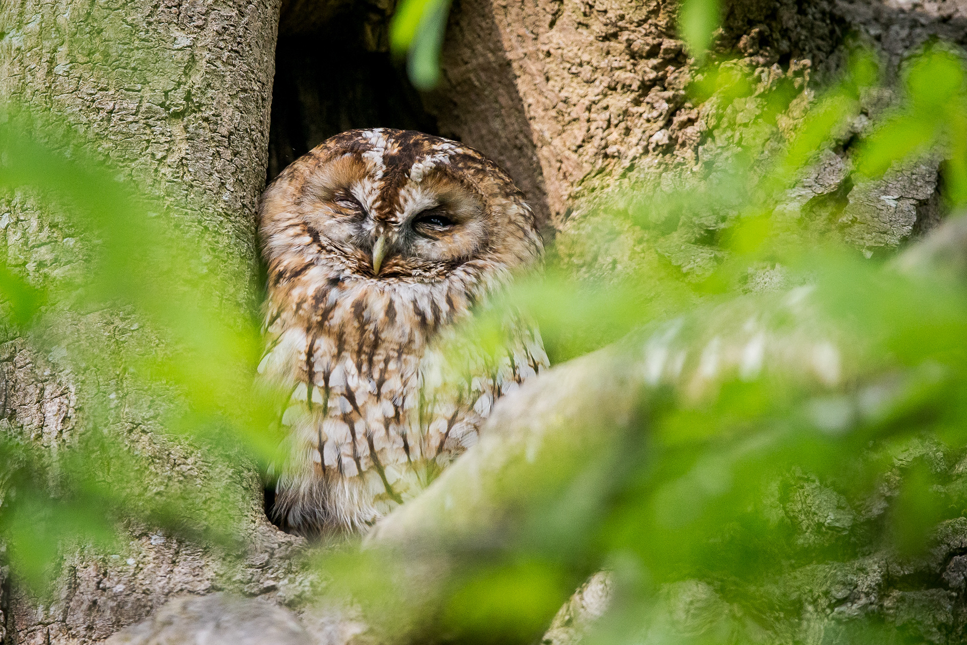 Tawny Owl, Sheffield 2021