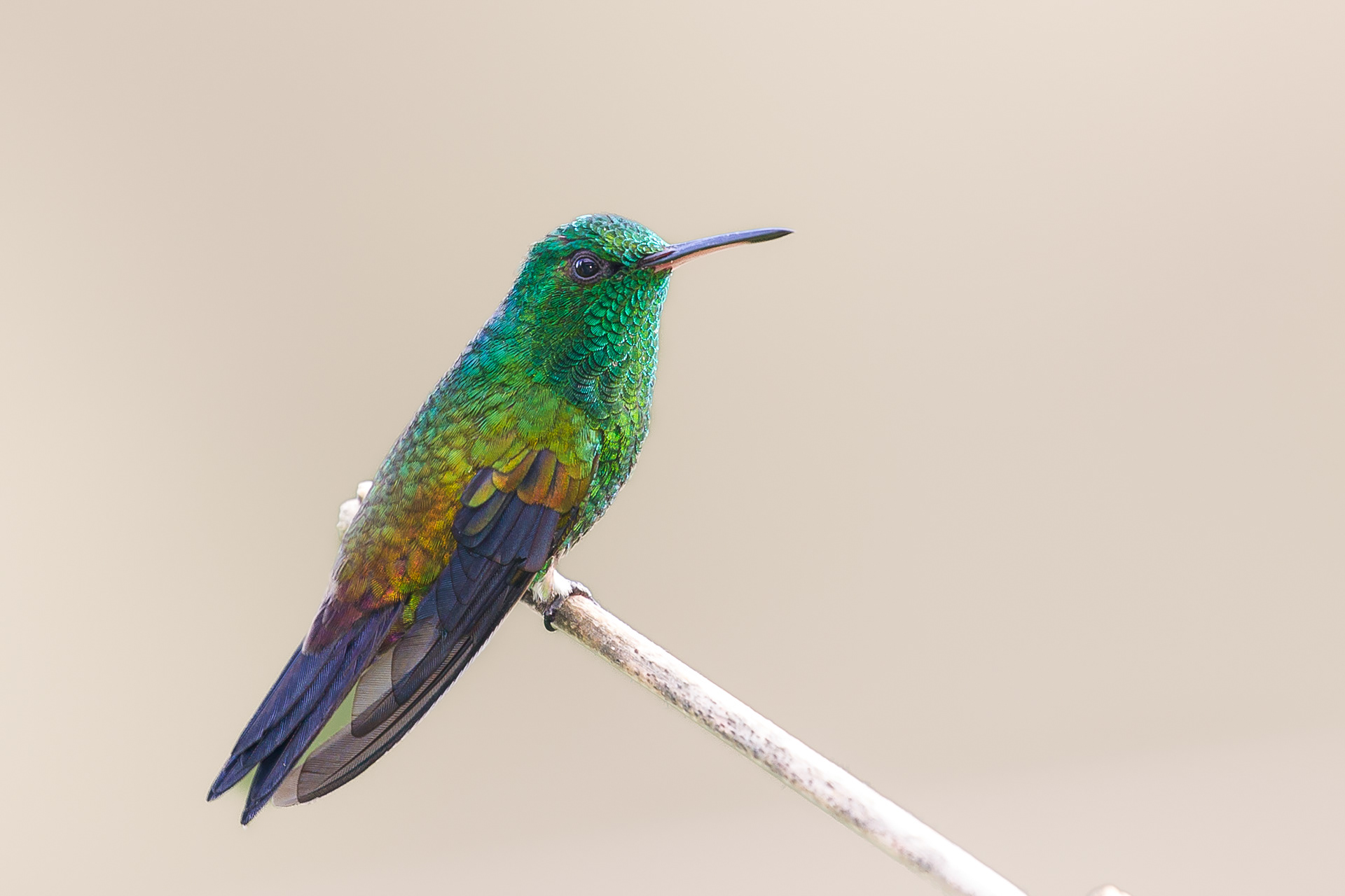  Copper-Rumped Hummingbird, Tobago 2017